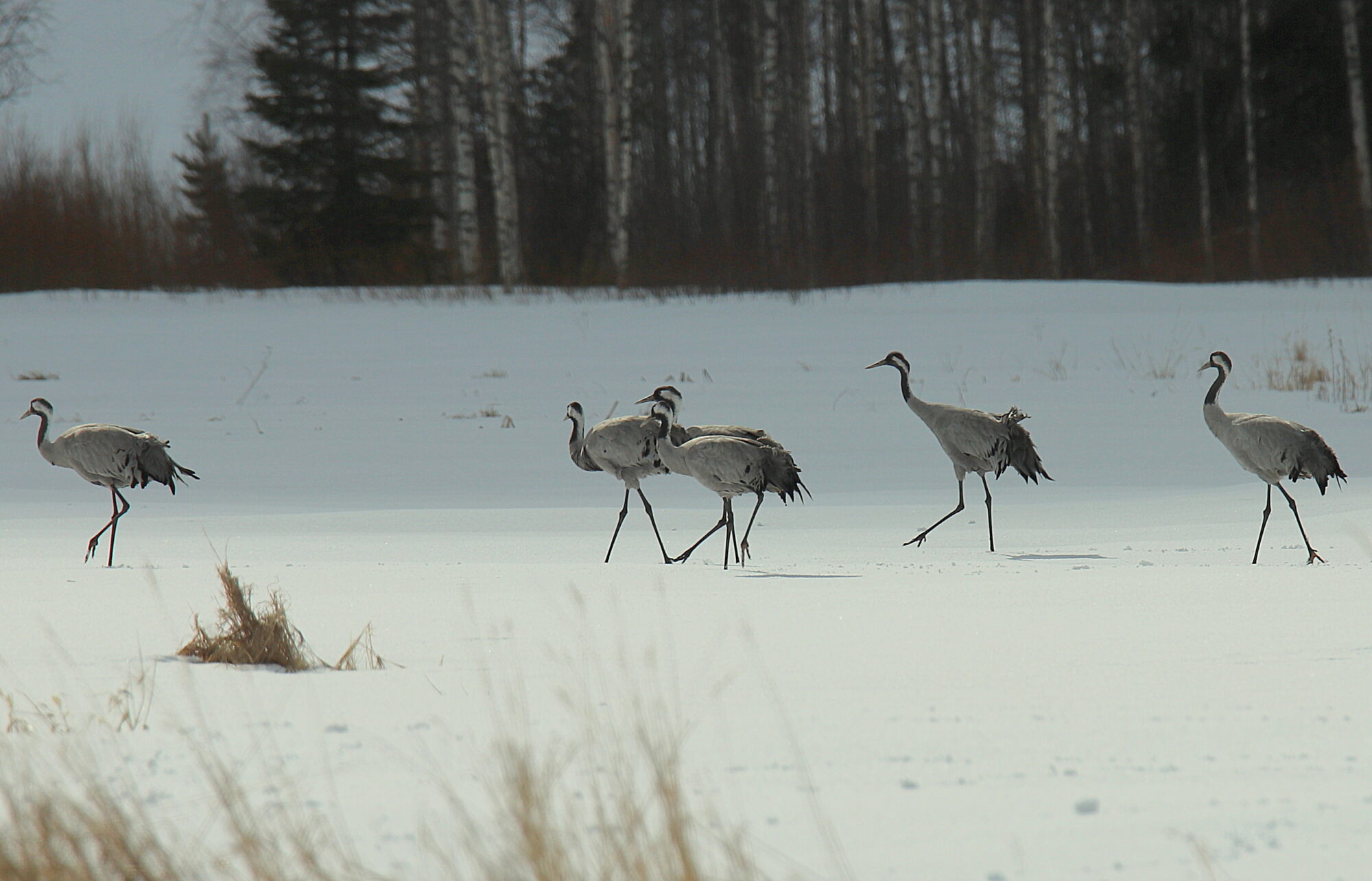 Valokuvaaja: sirpa jyske