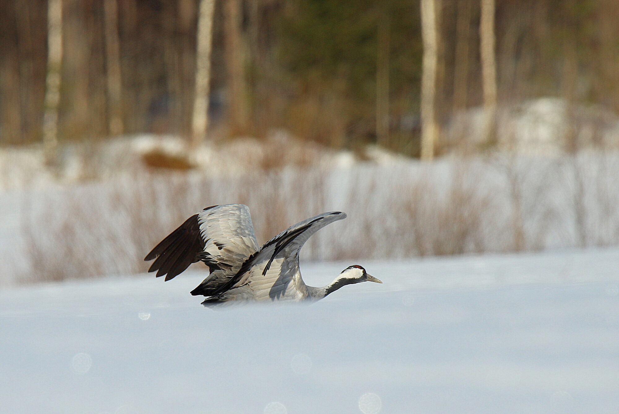 Valokuvaaja: sirpa jyske