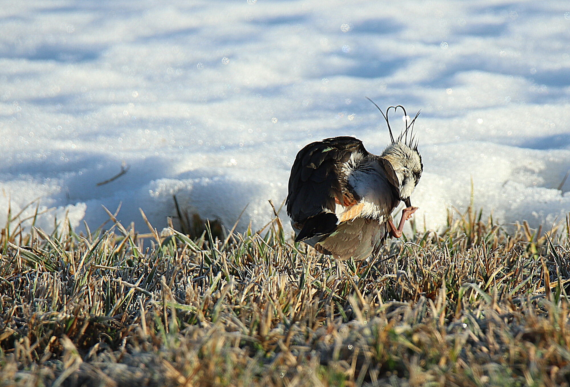 Valokuvaaja: sirpa jyske