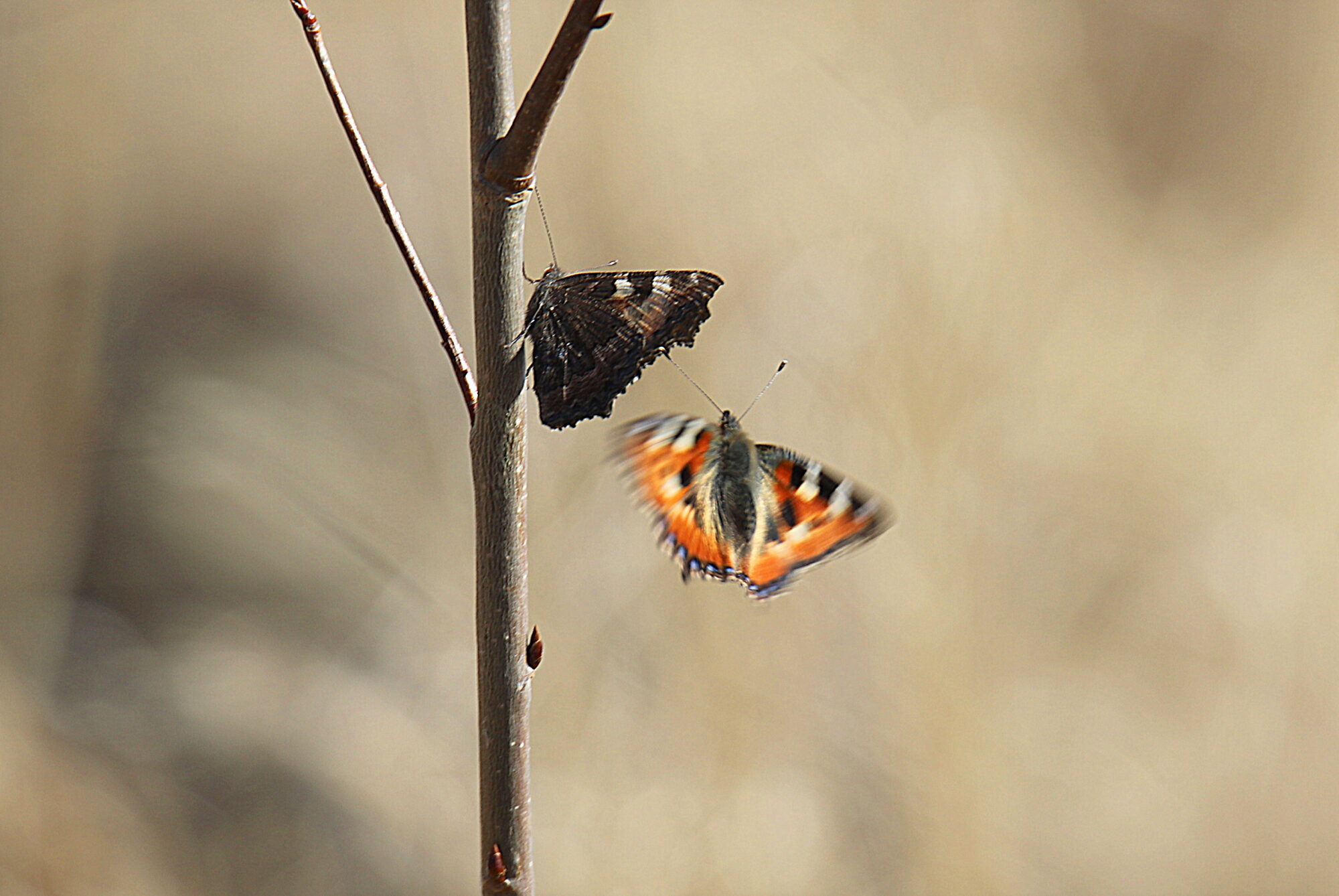 Valokuvaaja: sirpa jyske