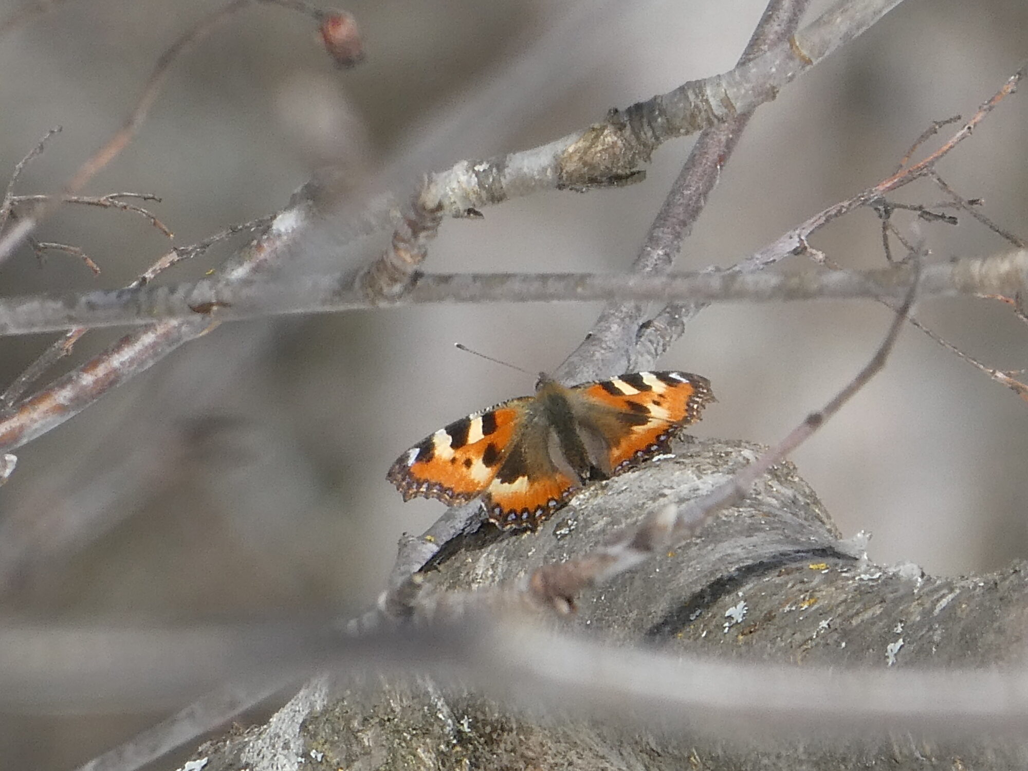 Valokuvaaja: Niina Kauppinen