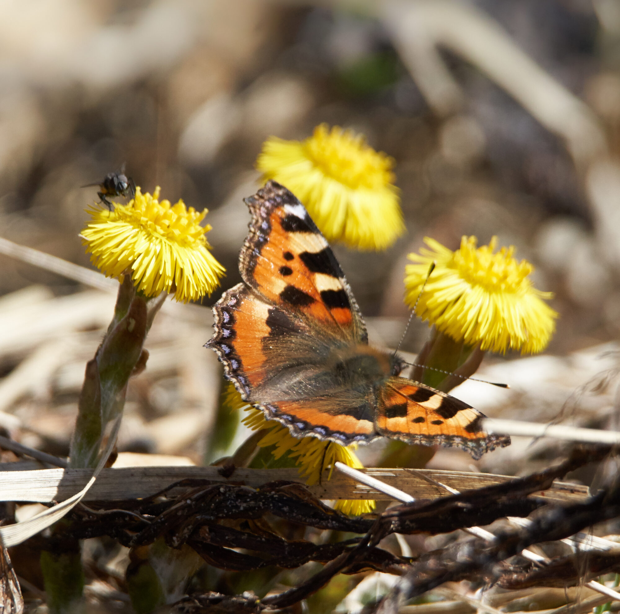 Valokuvaaja: Tarja Kouvo Valokuvaaja: Tarja Kouvo