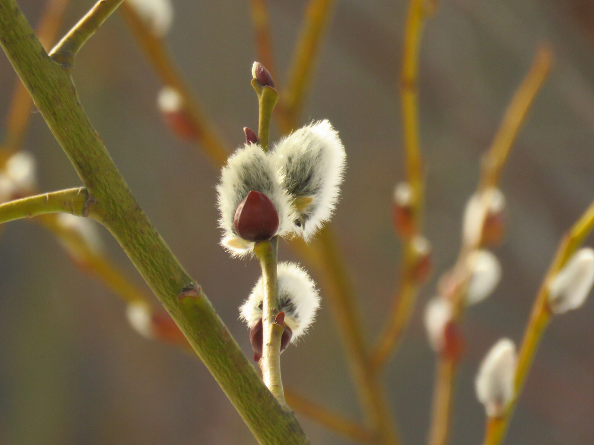 Valokuvaaja: Liisa Johansson