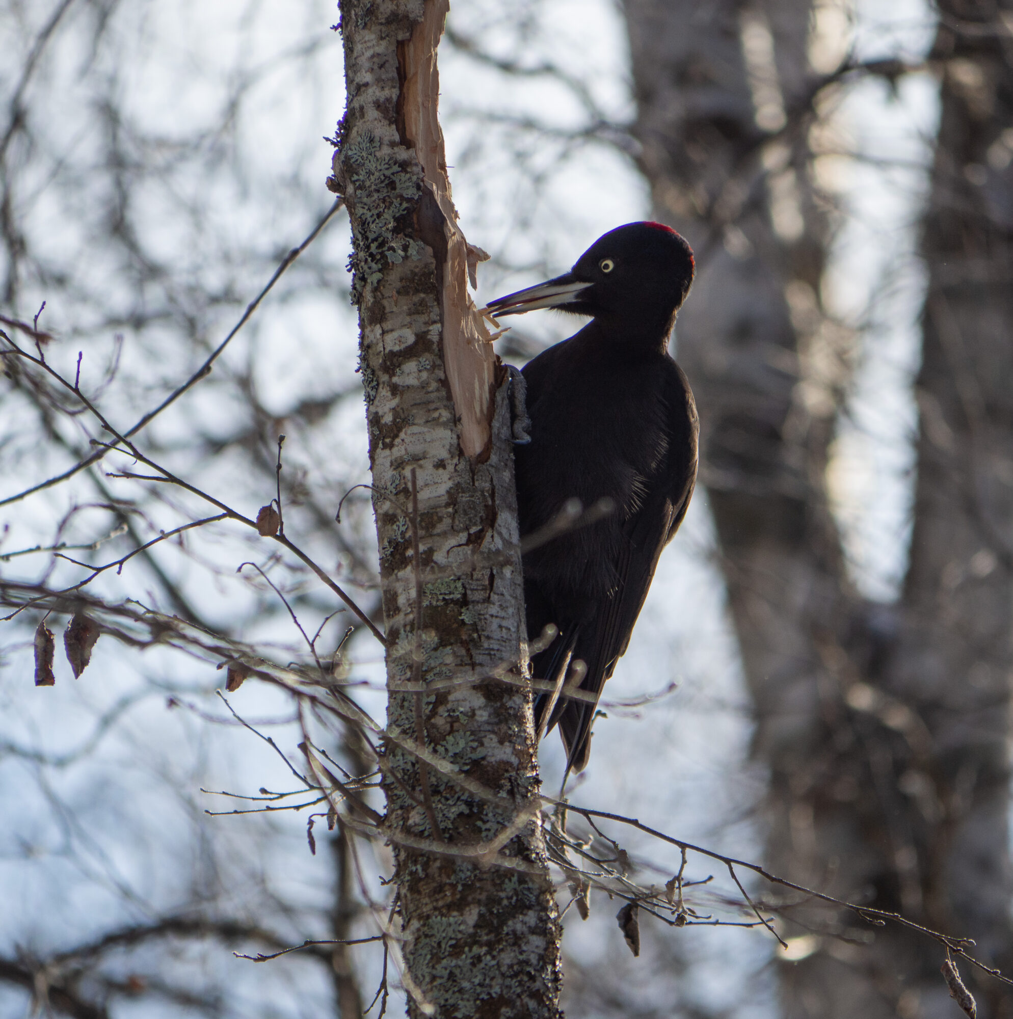 Valokuvaaja: Sirkka Karppinen