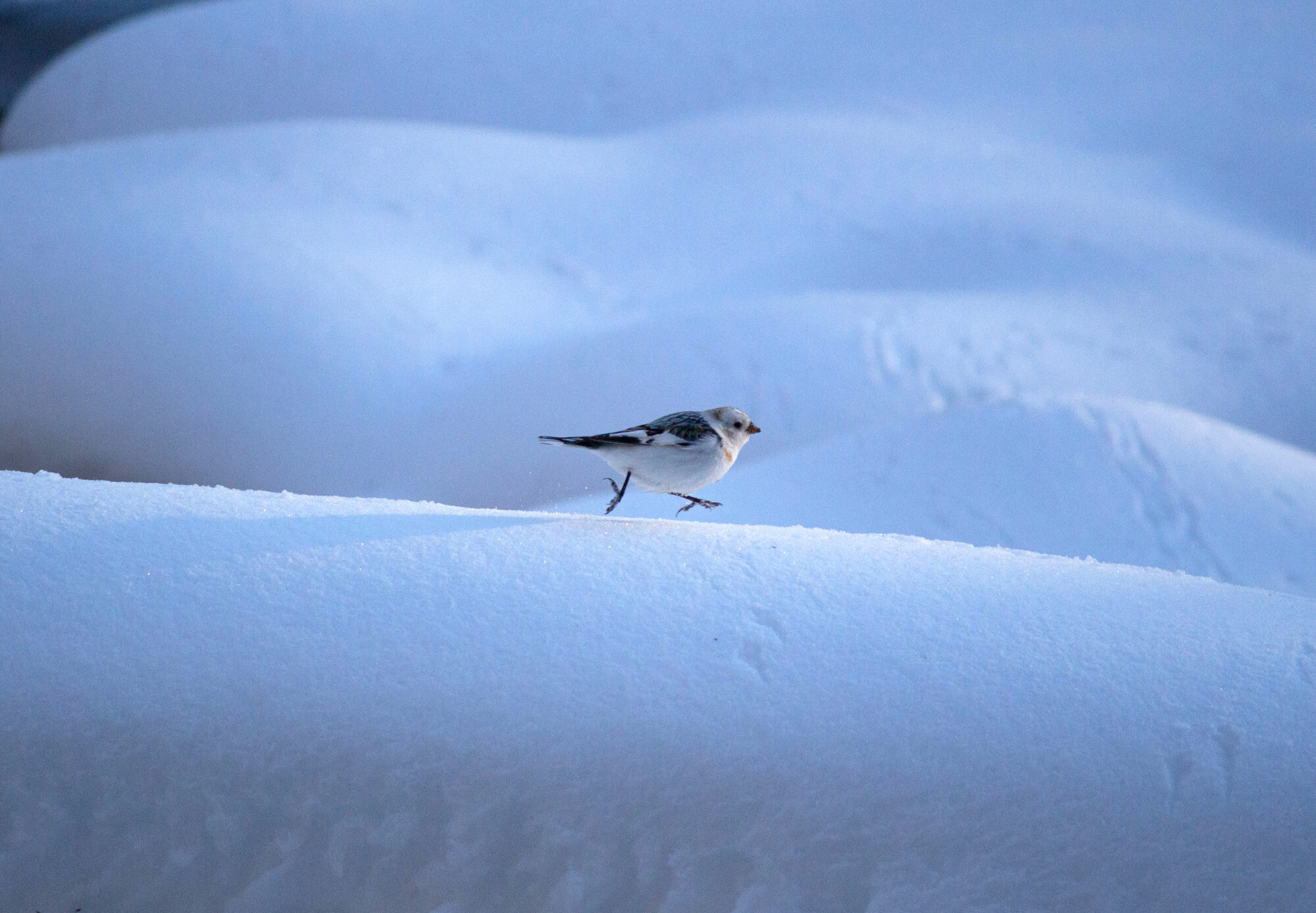 Valokuvaaja: Laura Hakulinen