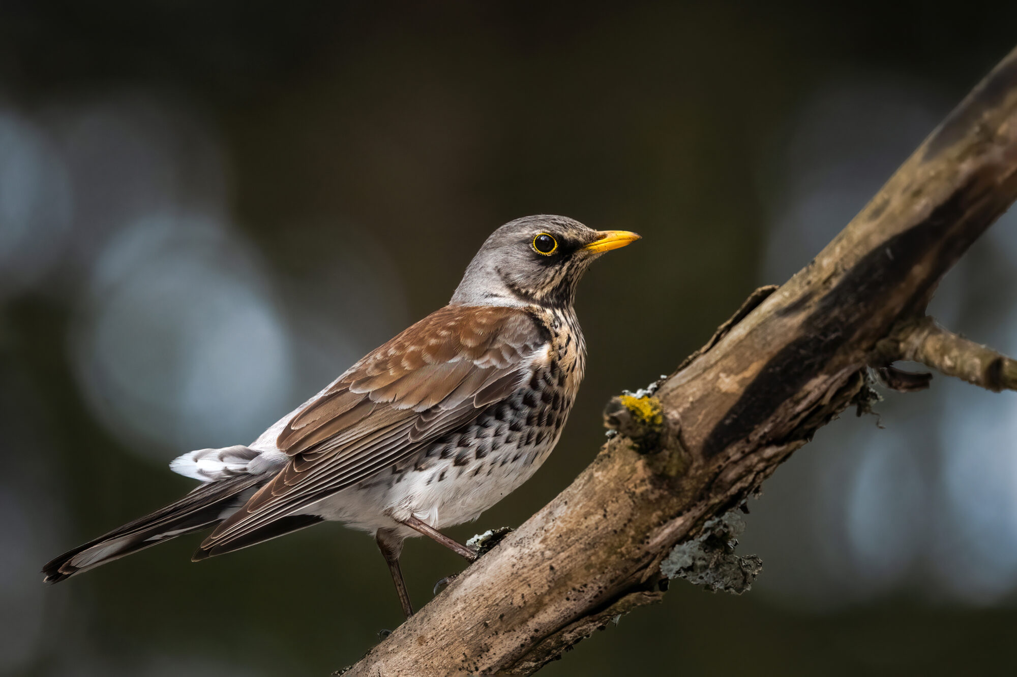 Valokuvaaja: Risto Lavi