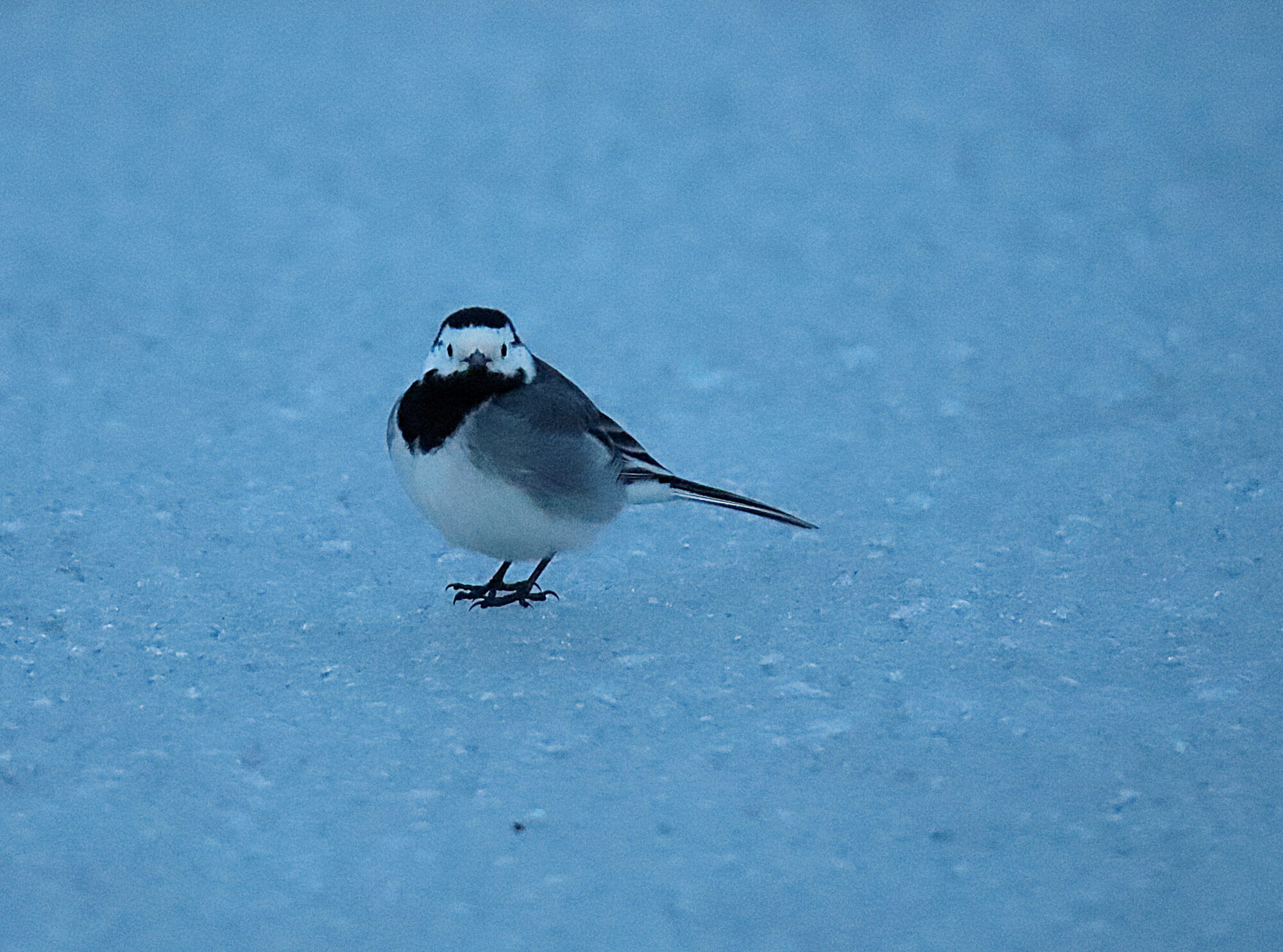 Valokuvaaja: sirpa jyske