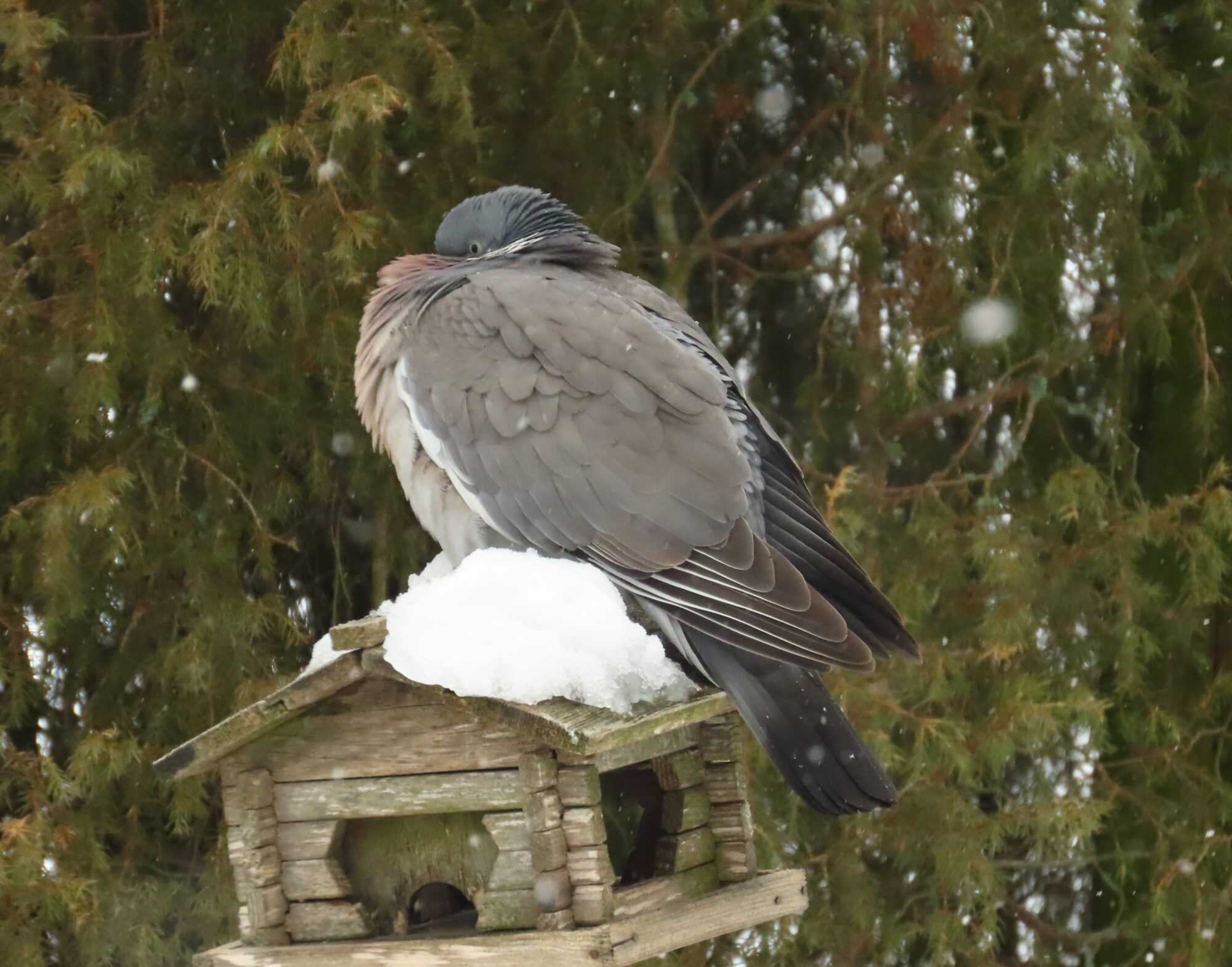 Valokuvaaja: Mirja Suoknuuti