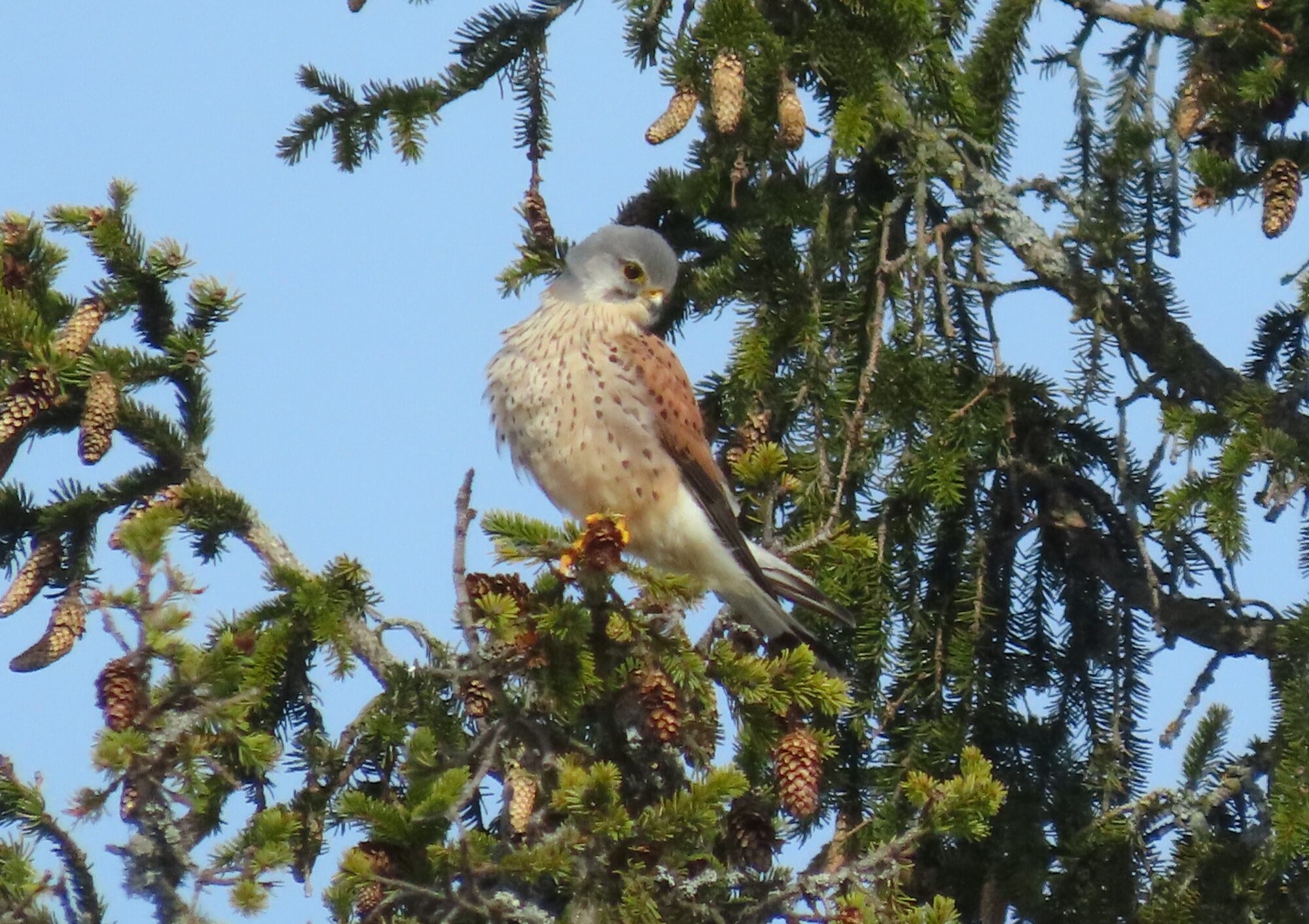 Valokuvaaja: Mirja Suoknuuti