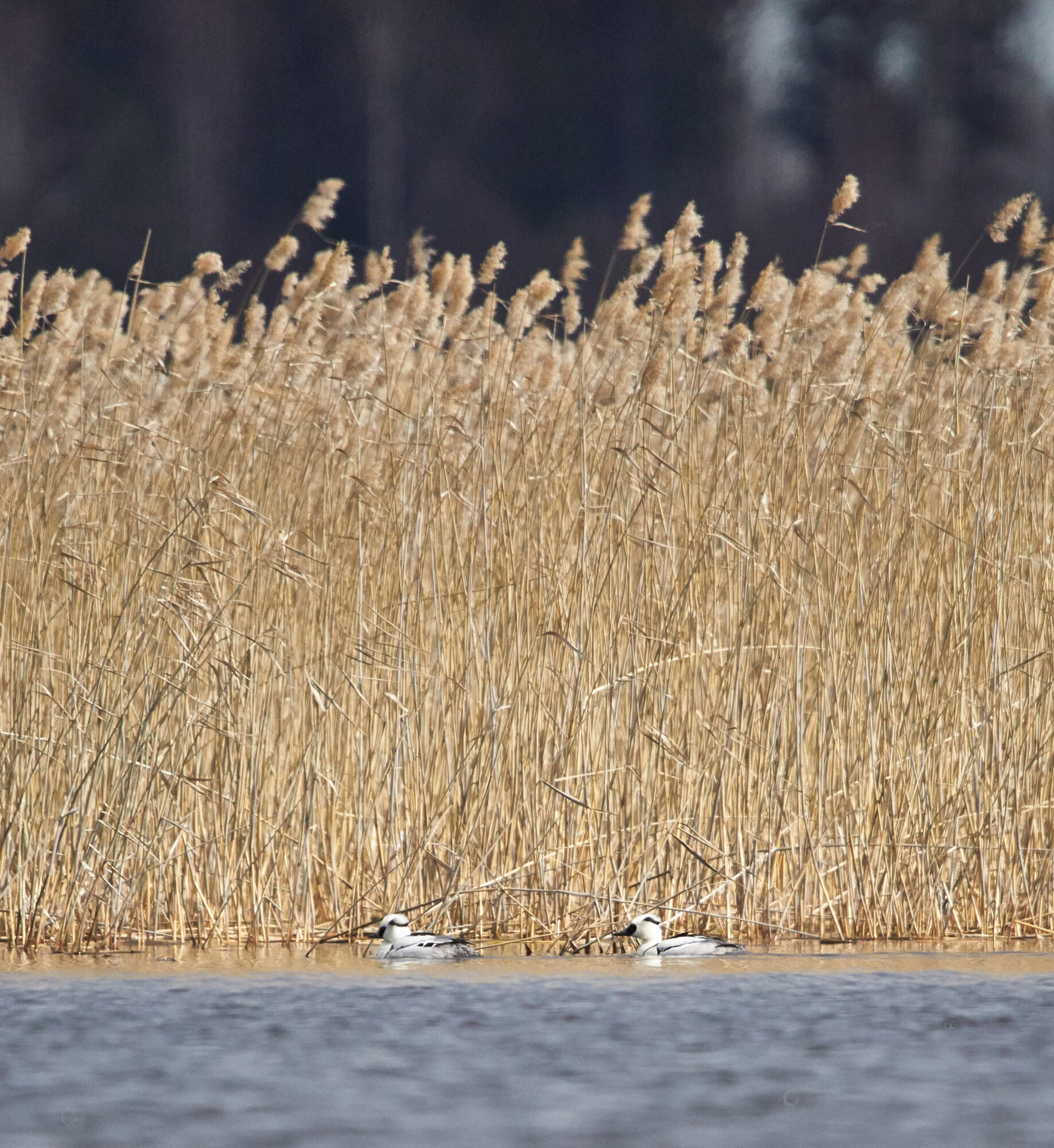 Valokuvaaja: Tarja Kouvo
