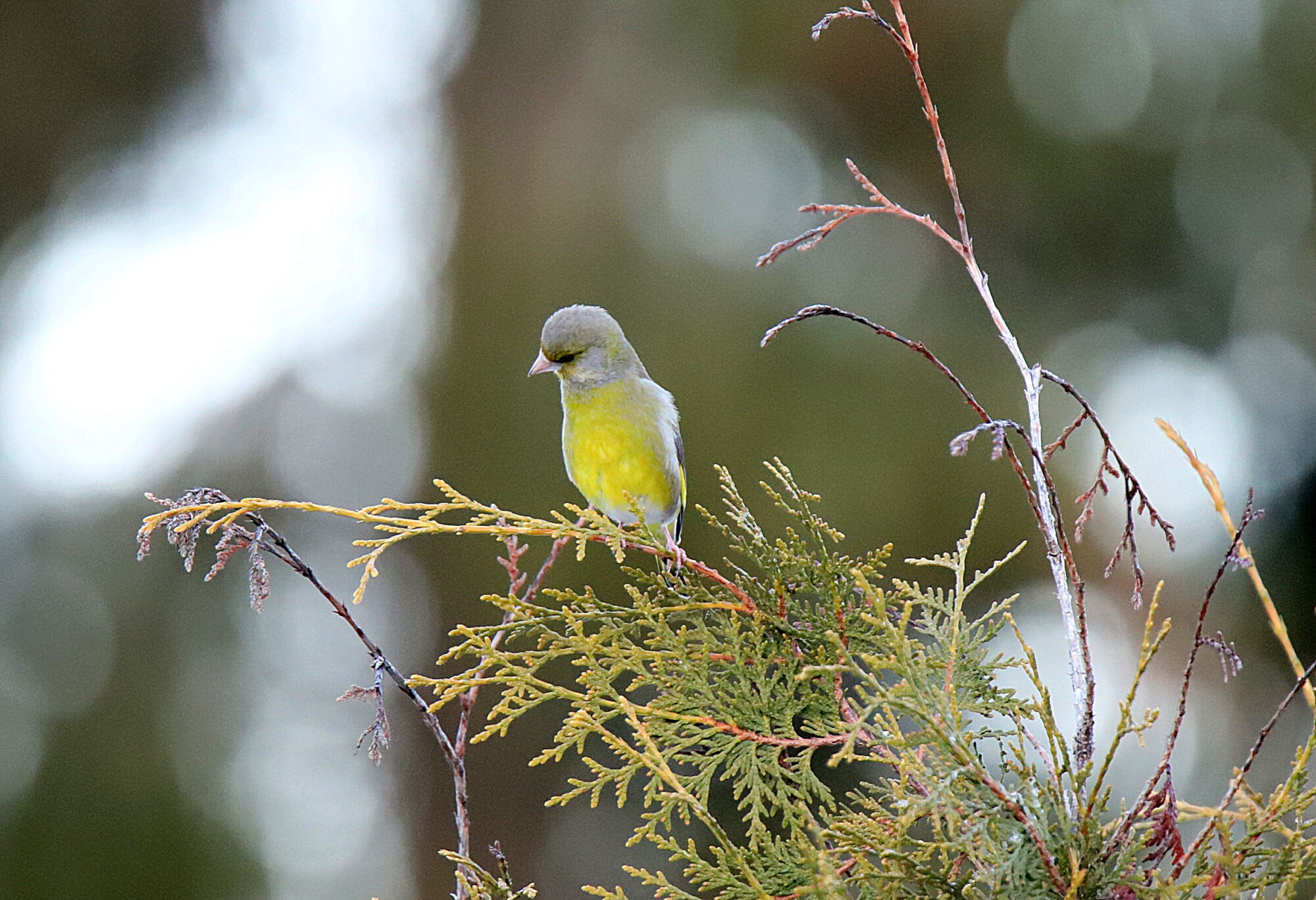 Valokuvaaja: sirpa jyske