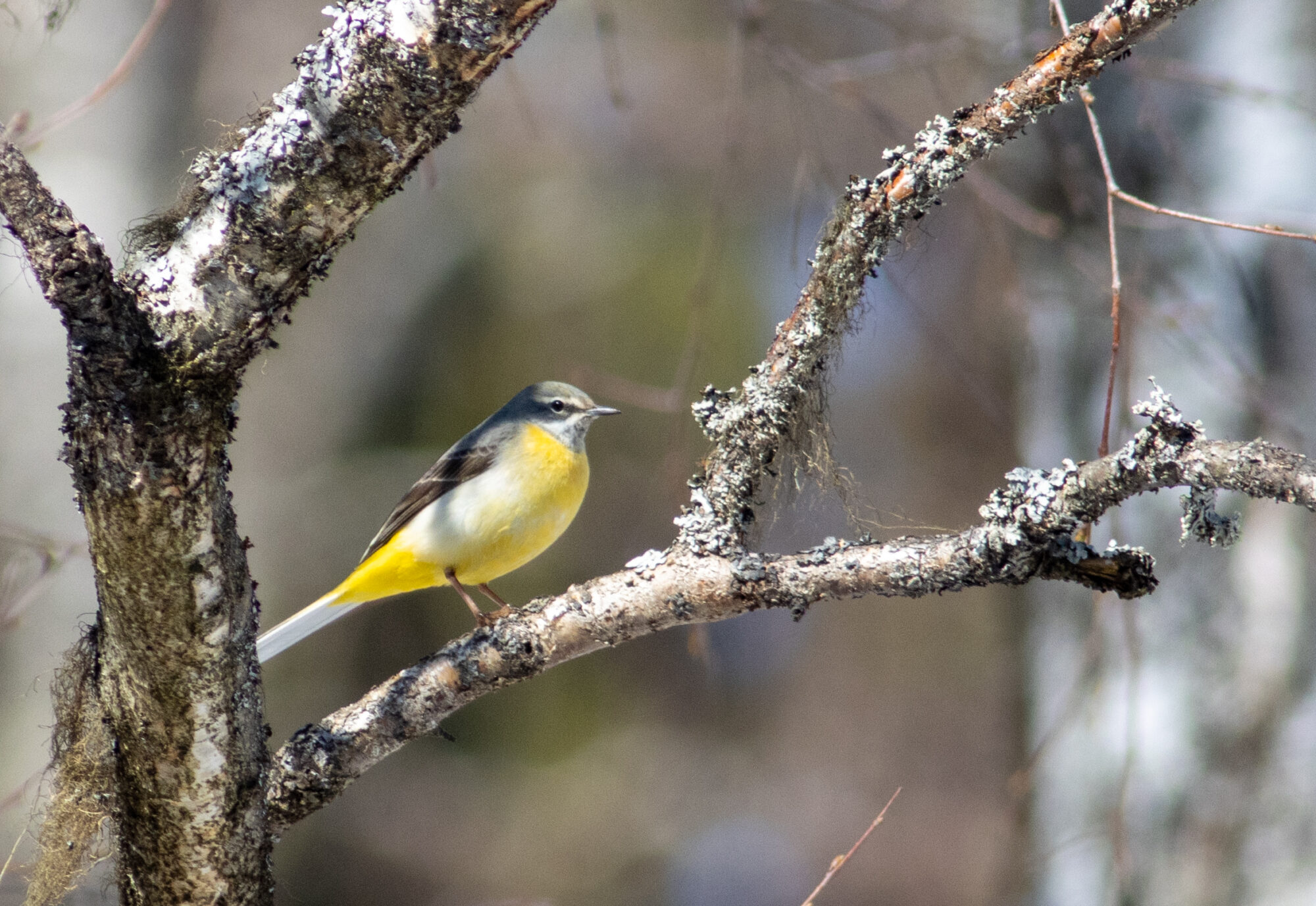 Valokuvaaja: Sanna Honkala