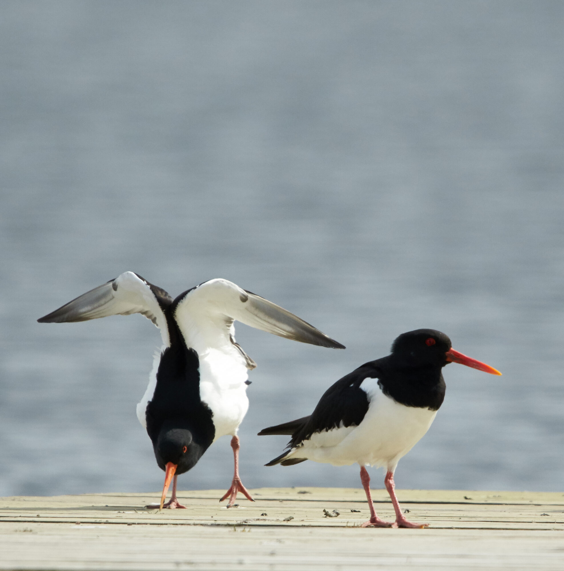 Valokuvaaja: Tarja Kouvo