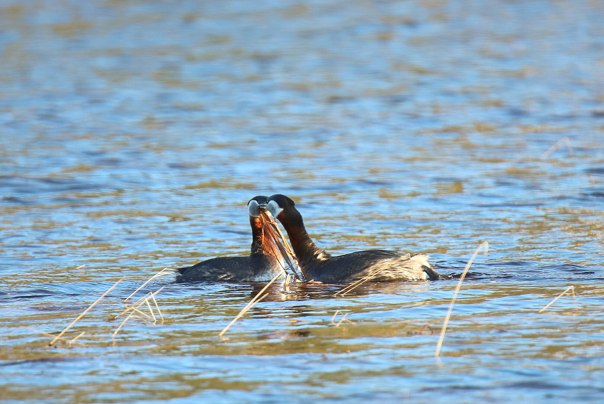 Valokuvaaja: sirpa jyske