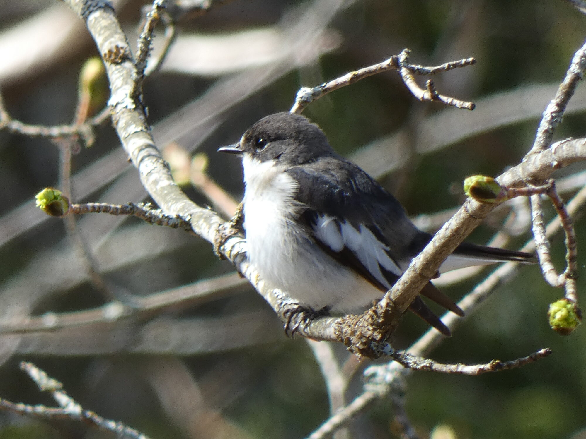 Valokuvaaja: Pekka Heino
