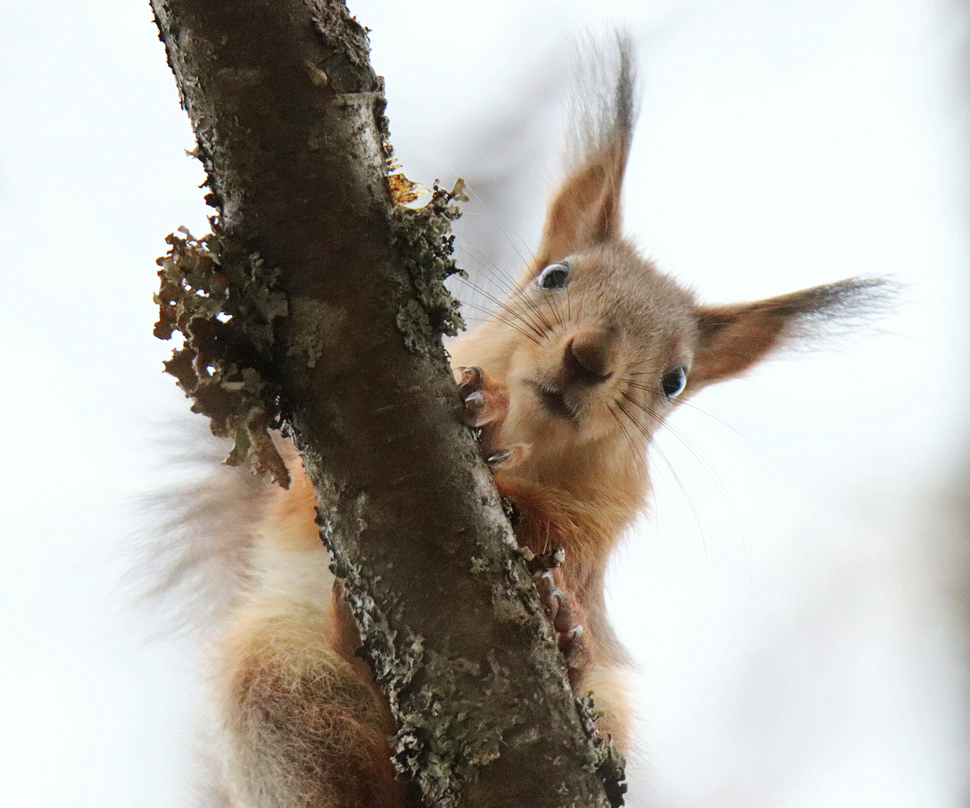 Valokuvaaja: sirpa jyske Valokuvaaja: sirpa jyske
