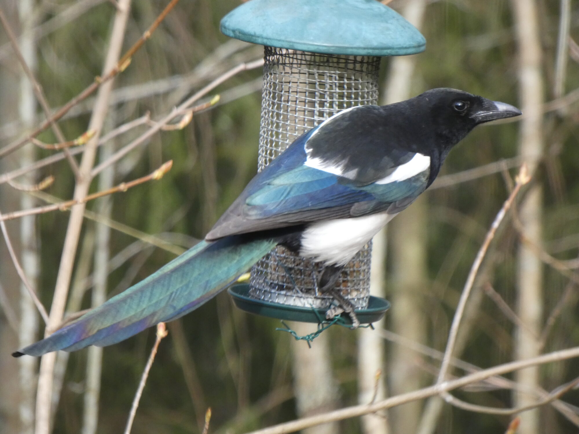 Valokuvaaja: Pekka Heino