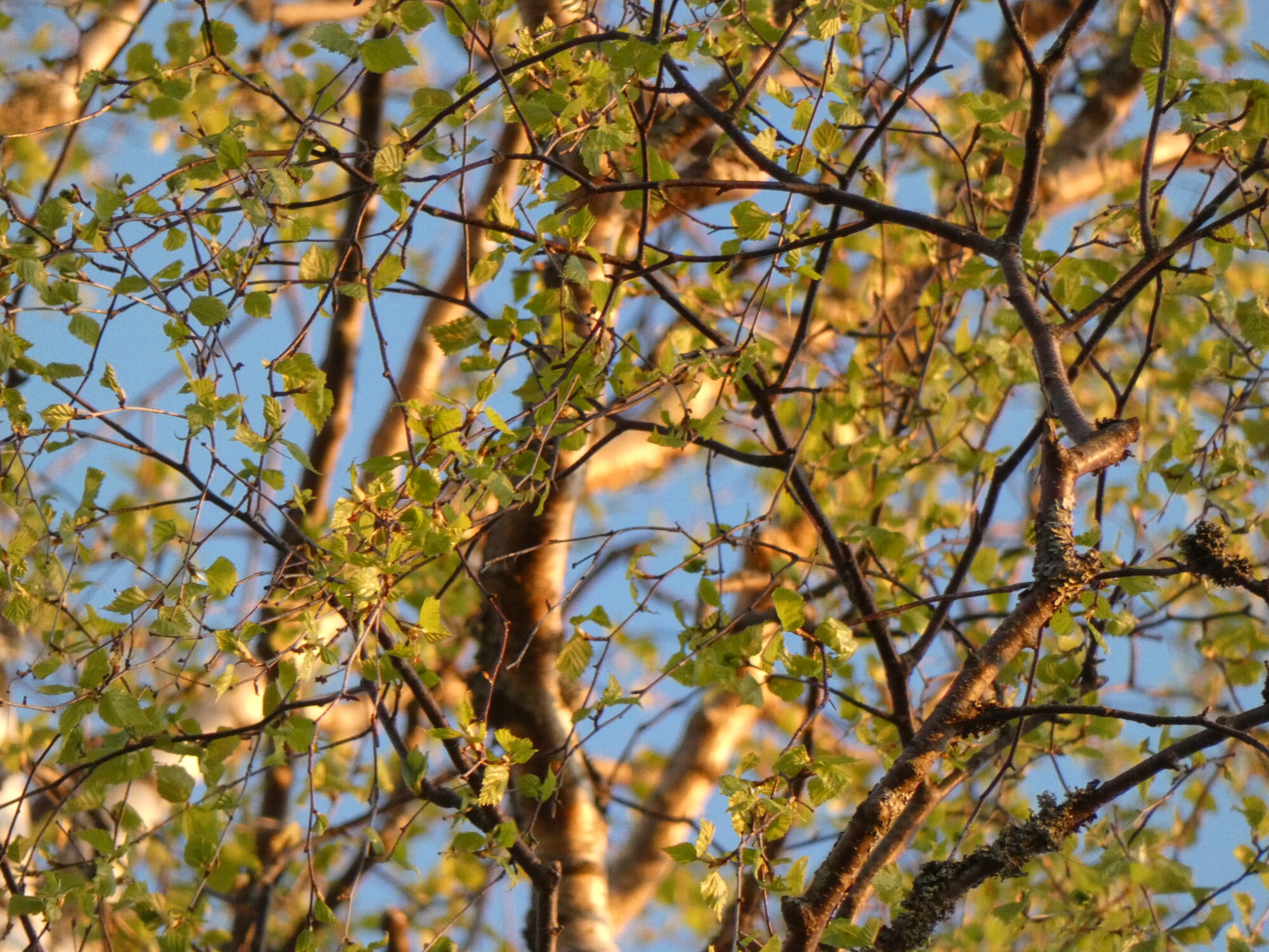 Valokuvaaja: Pekka Heino