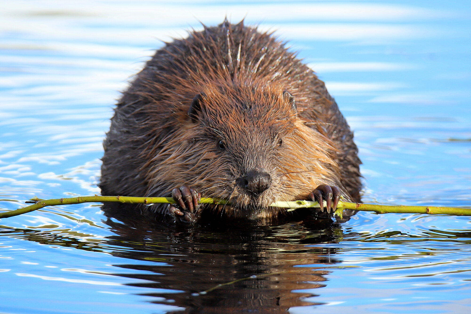 Valokuvaaja: sirpa jyske