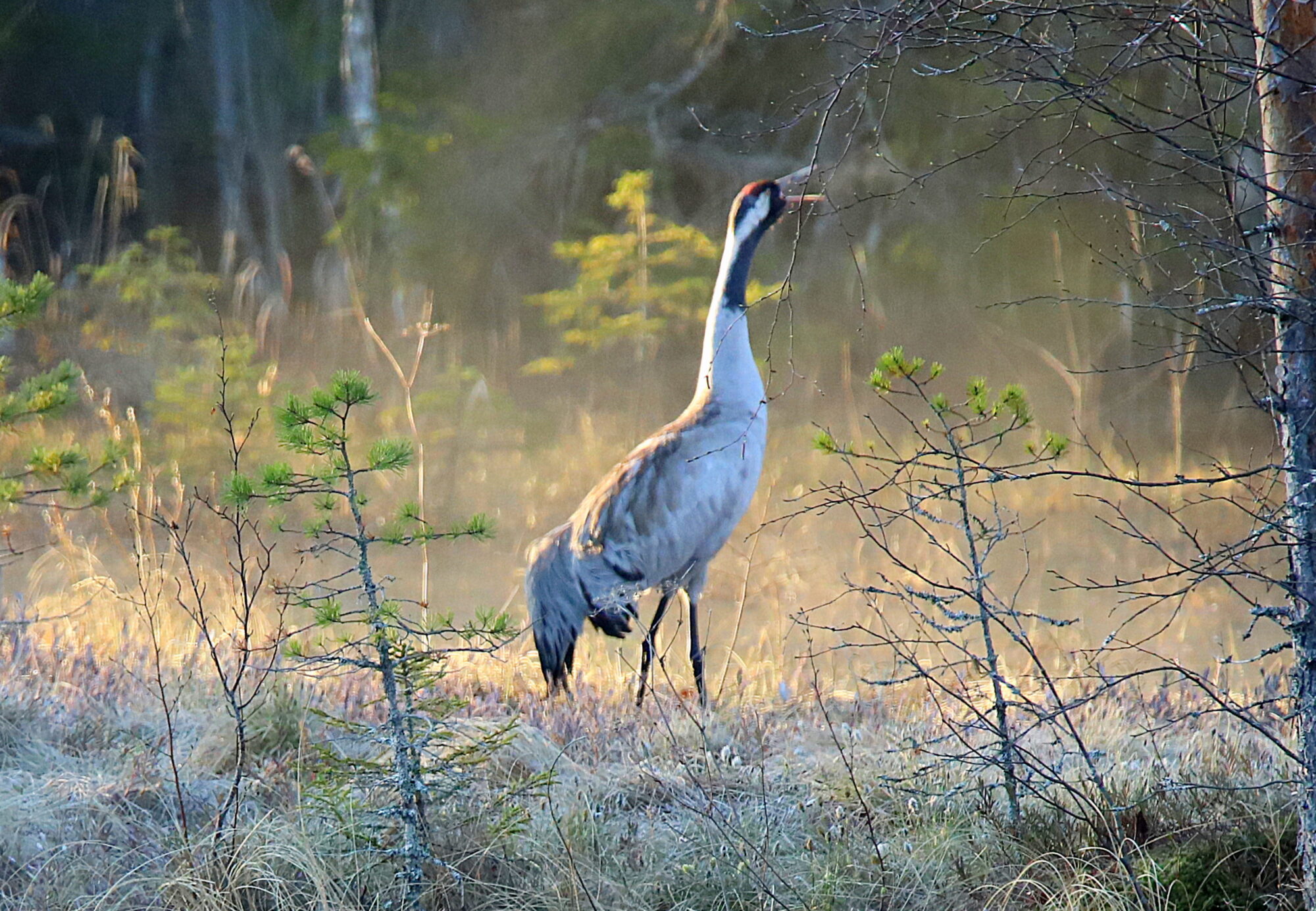 Valokuvaaja: sirpa jyske Valokuvaaja: sirpa jyske