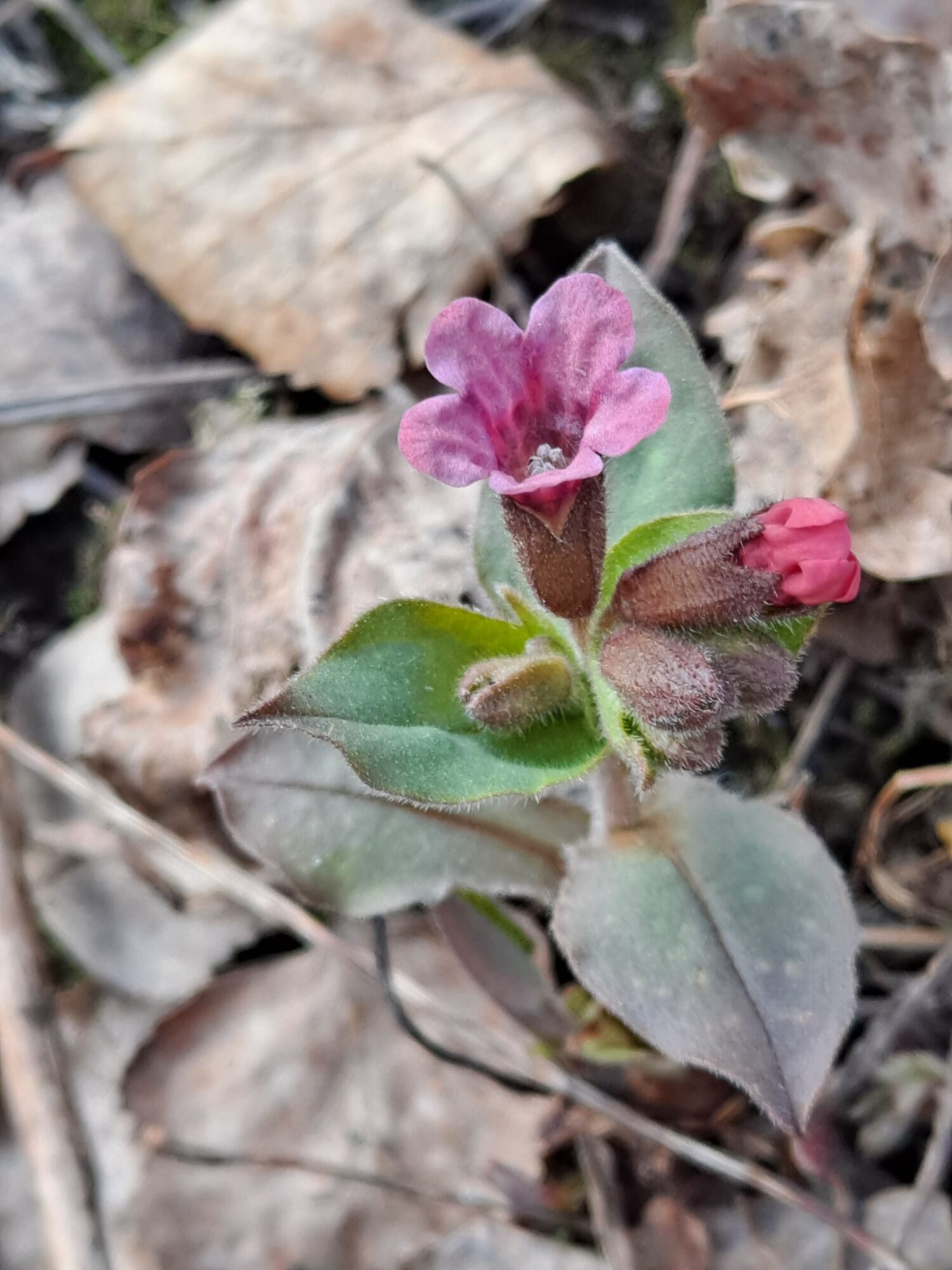 Valokuvaaja: Satu Suuntala Valokuvaaja: Satu Suuntala
