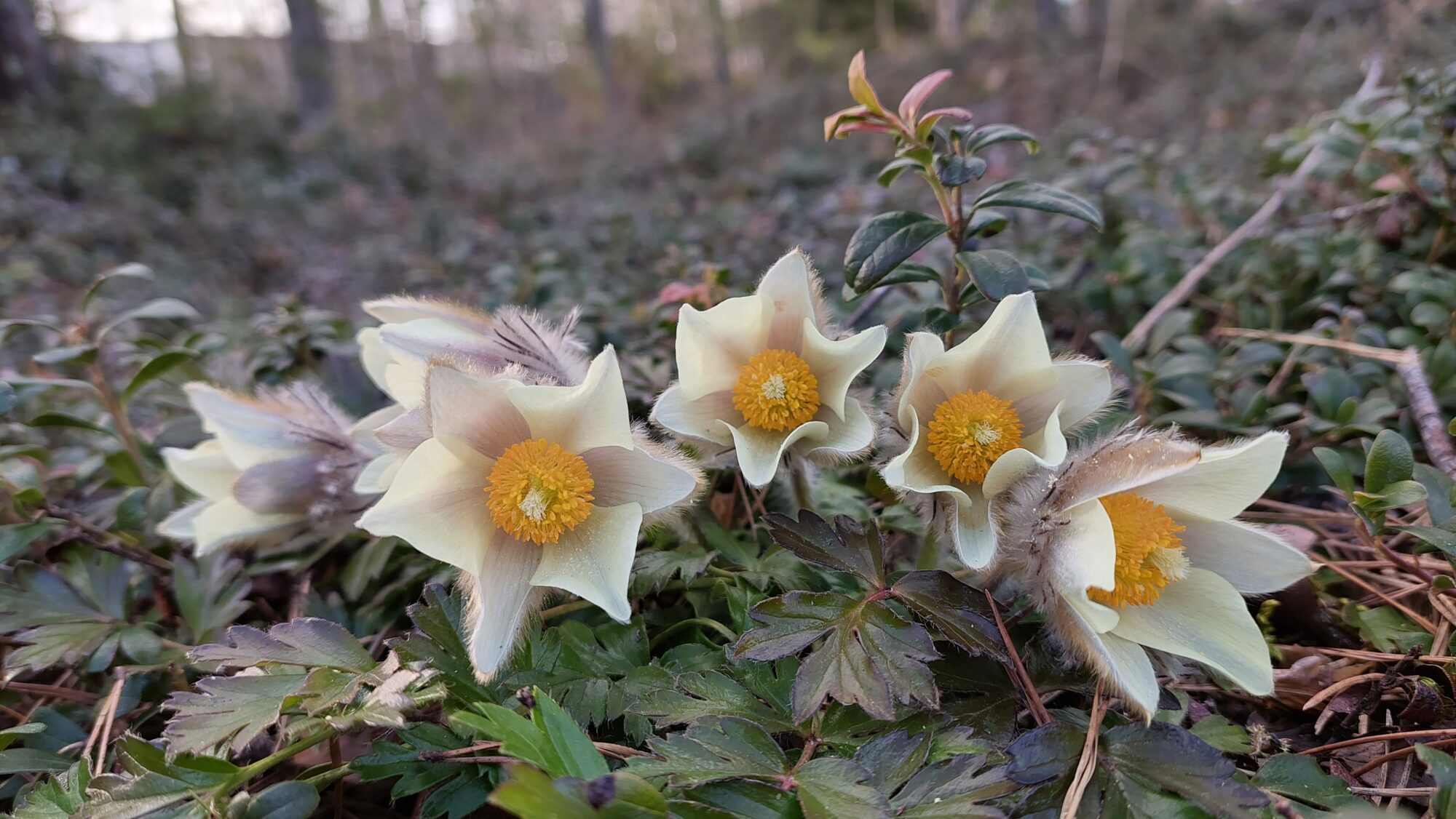 Valokuvaaja: Tarja Naukkarinen