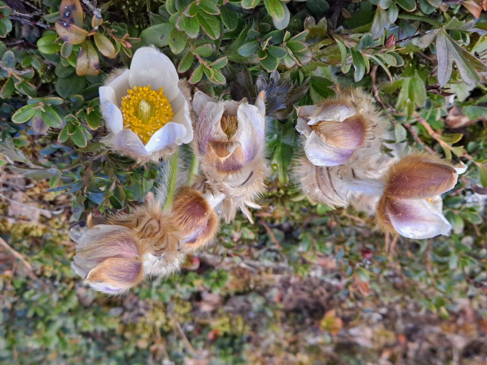 Valokuvaaja: Satu Suuntala