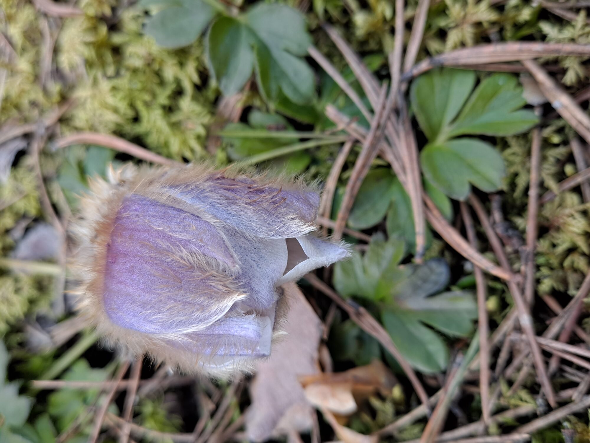 Valokuvaaja: Satu Suuntala Valokuvaaja: Satu Suuntala