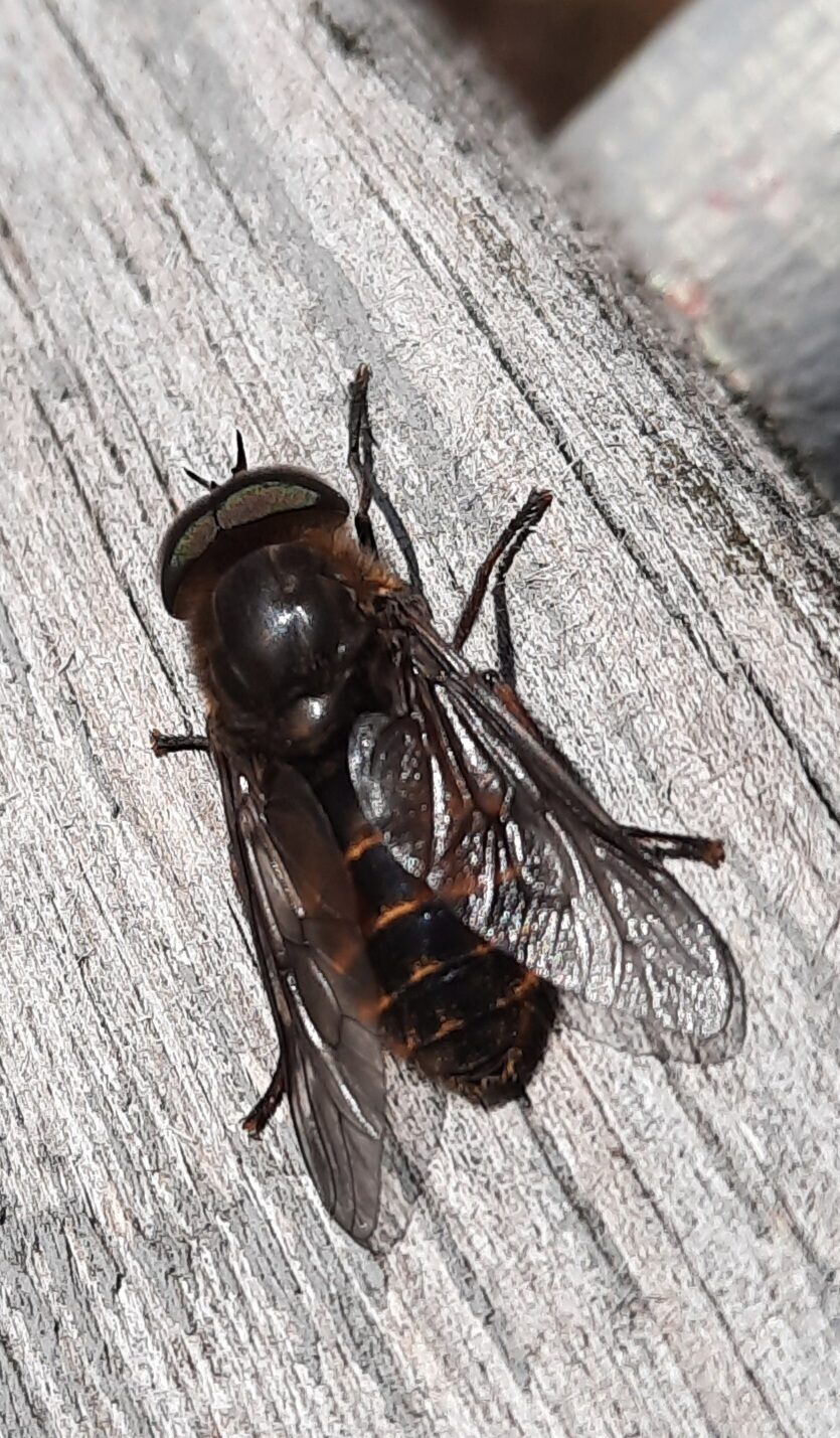 Valokuvaaja: Hanna Rönty