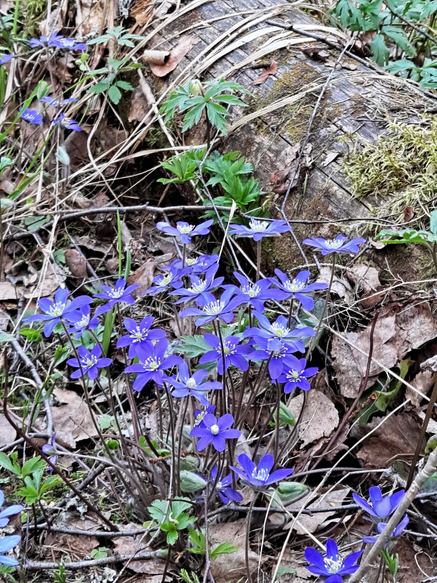 Valokuvaaja: Satu Suuntala