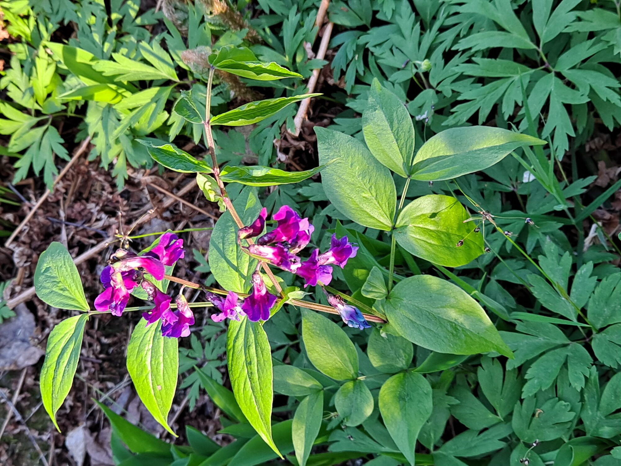 Valokuvaaja: Satu Suuntala