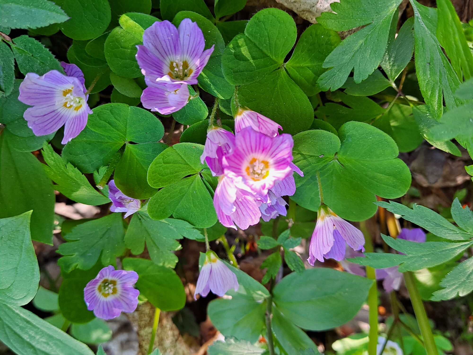 Valokuvaaja: Satu Suuntala