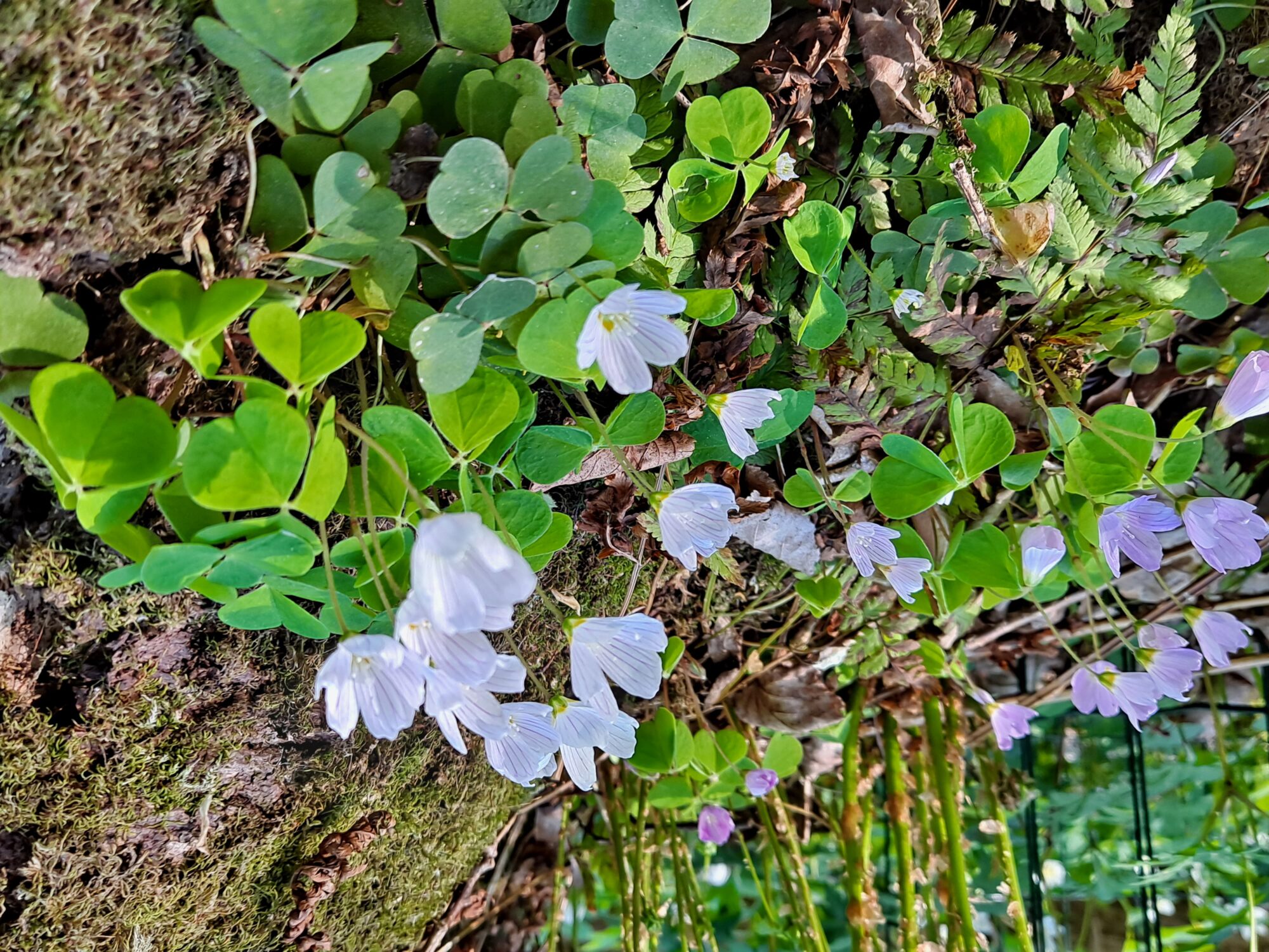 Valokuvaaja: Satu Suuntala