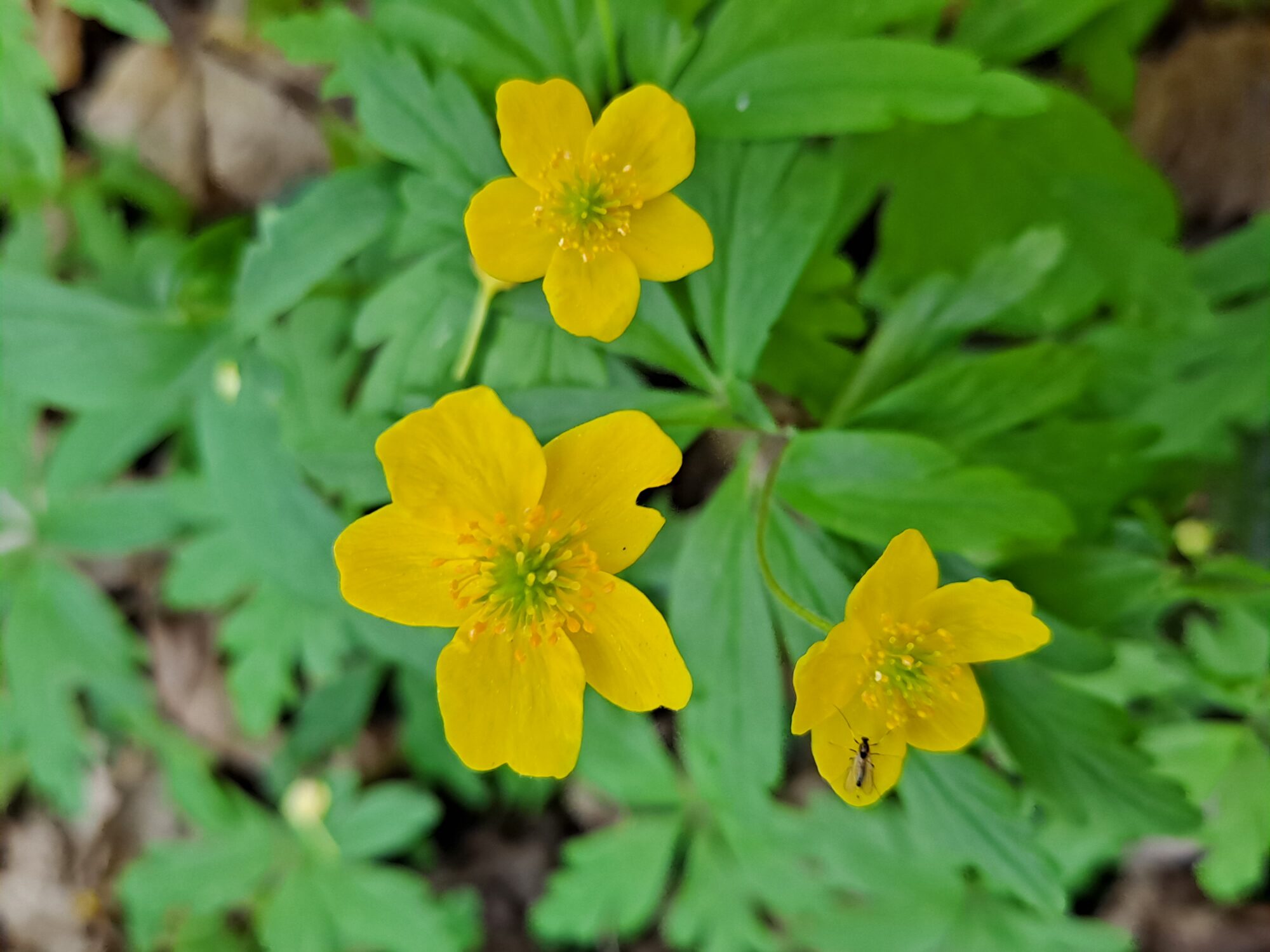 Valokuvaaja: Satu Suuntala