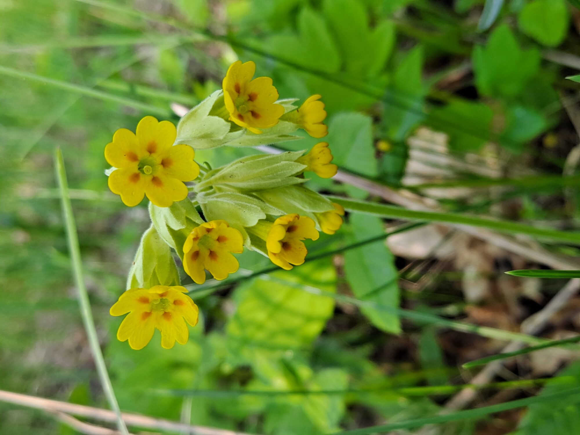 Valokuvaaja: Satu Suuntala