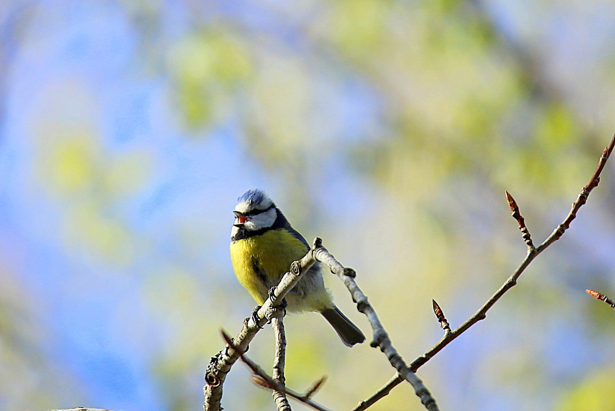 Valokuvaaja: sirpa jyske