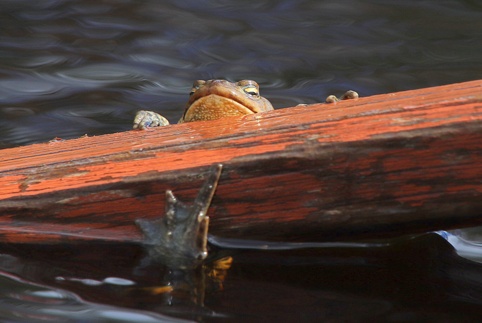 Valokuvaaja: sirpa jyske