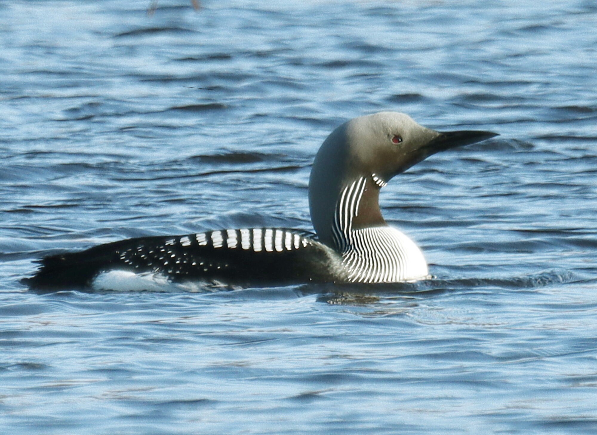 Valokuvaaja: Ritva Nieminen