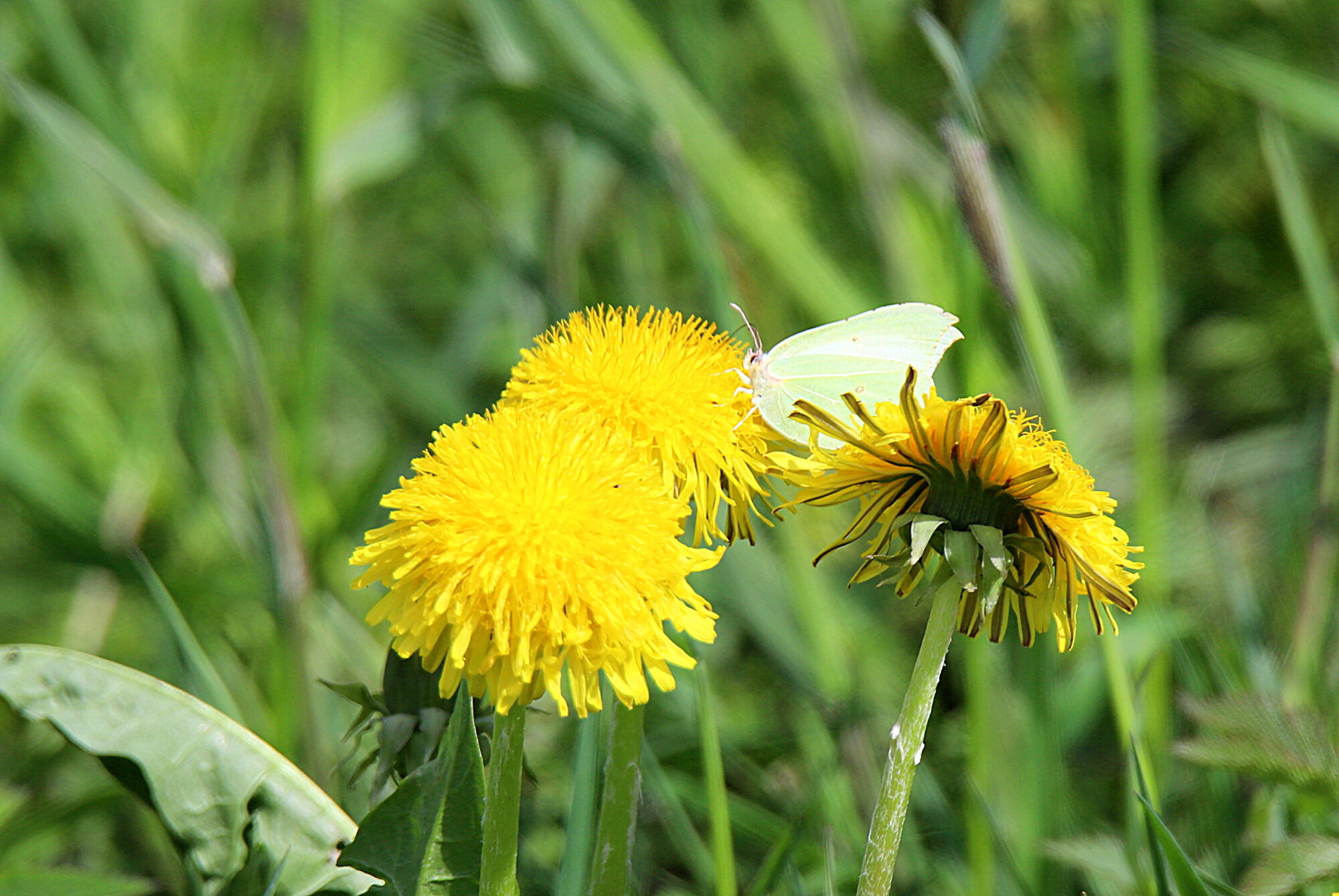 Valokuvaaja: sirpa jyske