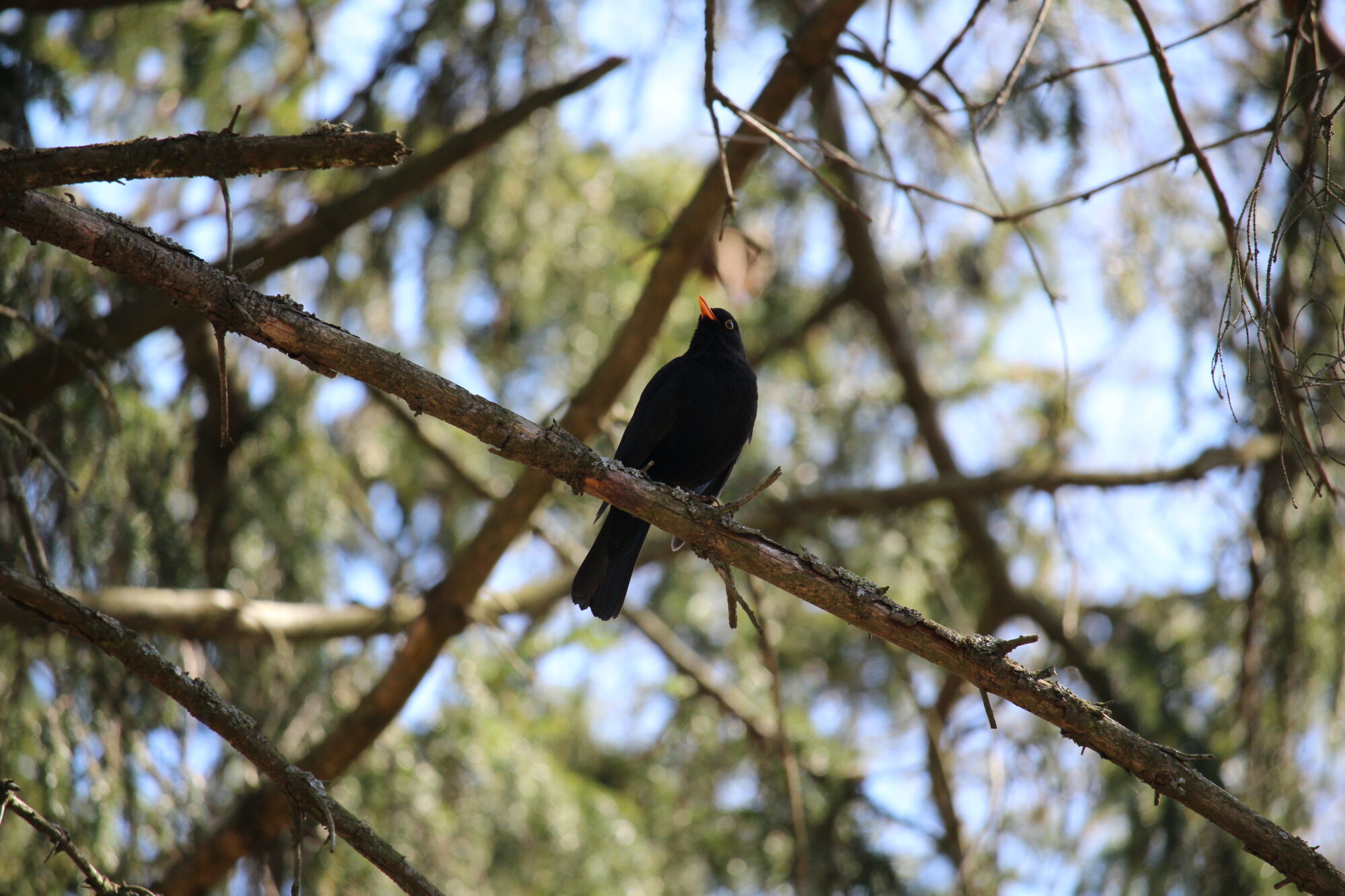Valokuvaaja: Mikael Särkelä