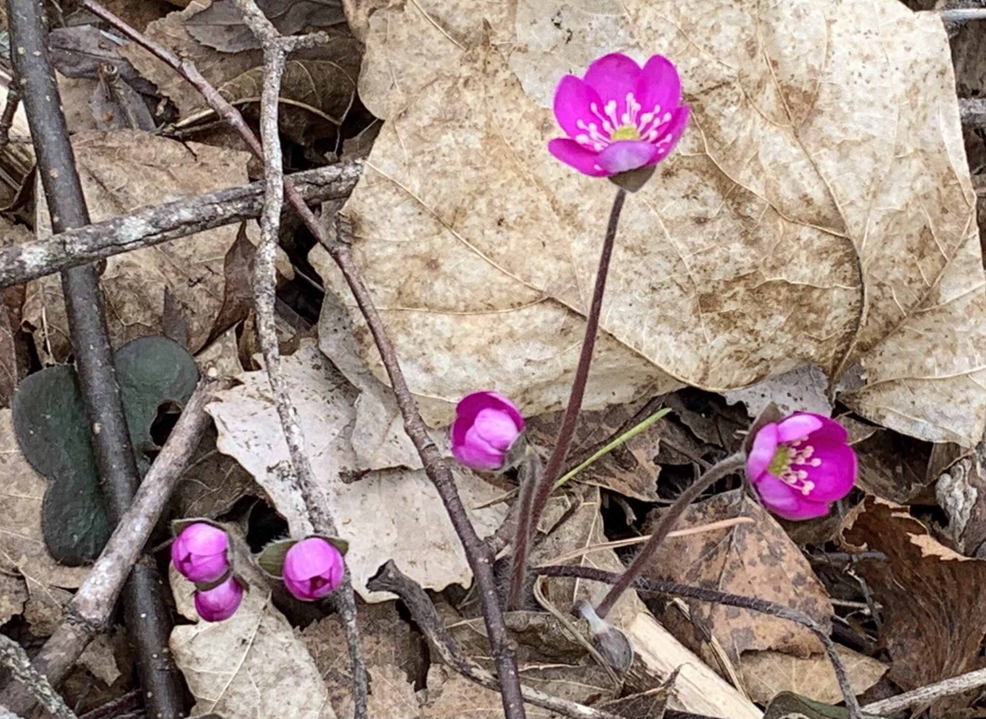 Valokuvaaja: Susanna Forsten Valokuvaaja: Susanna Forsten