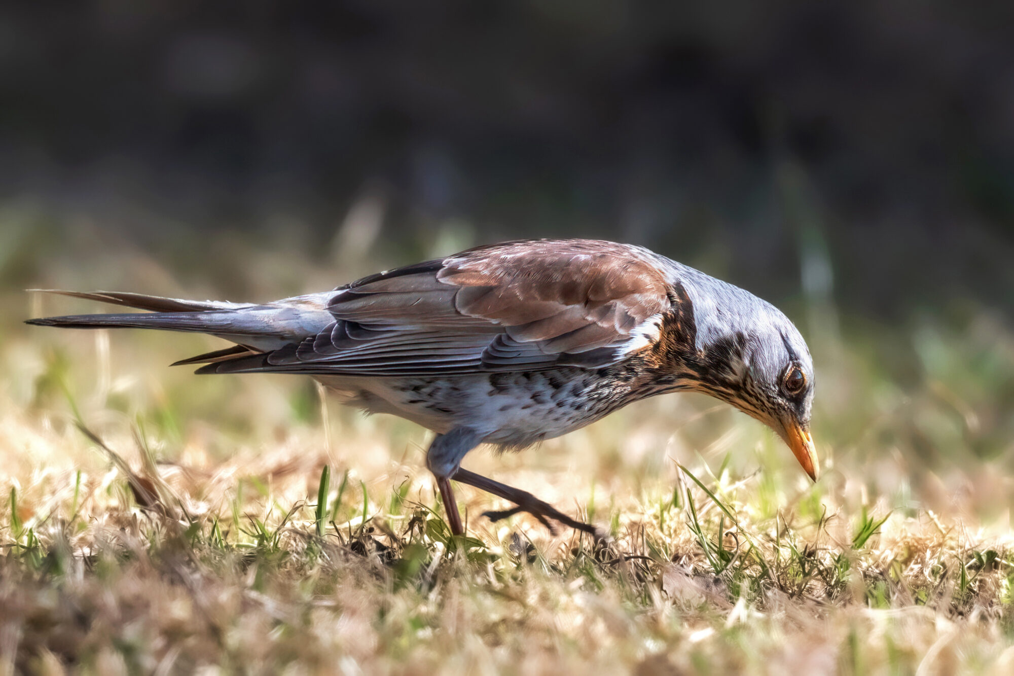 Valokuvaaja: Risto Lavi