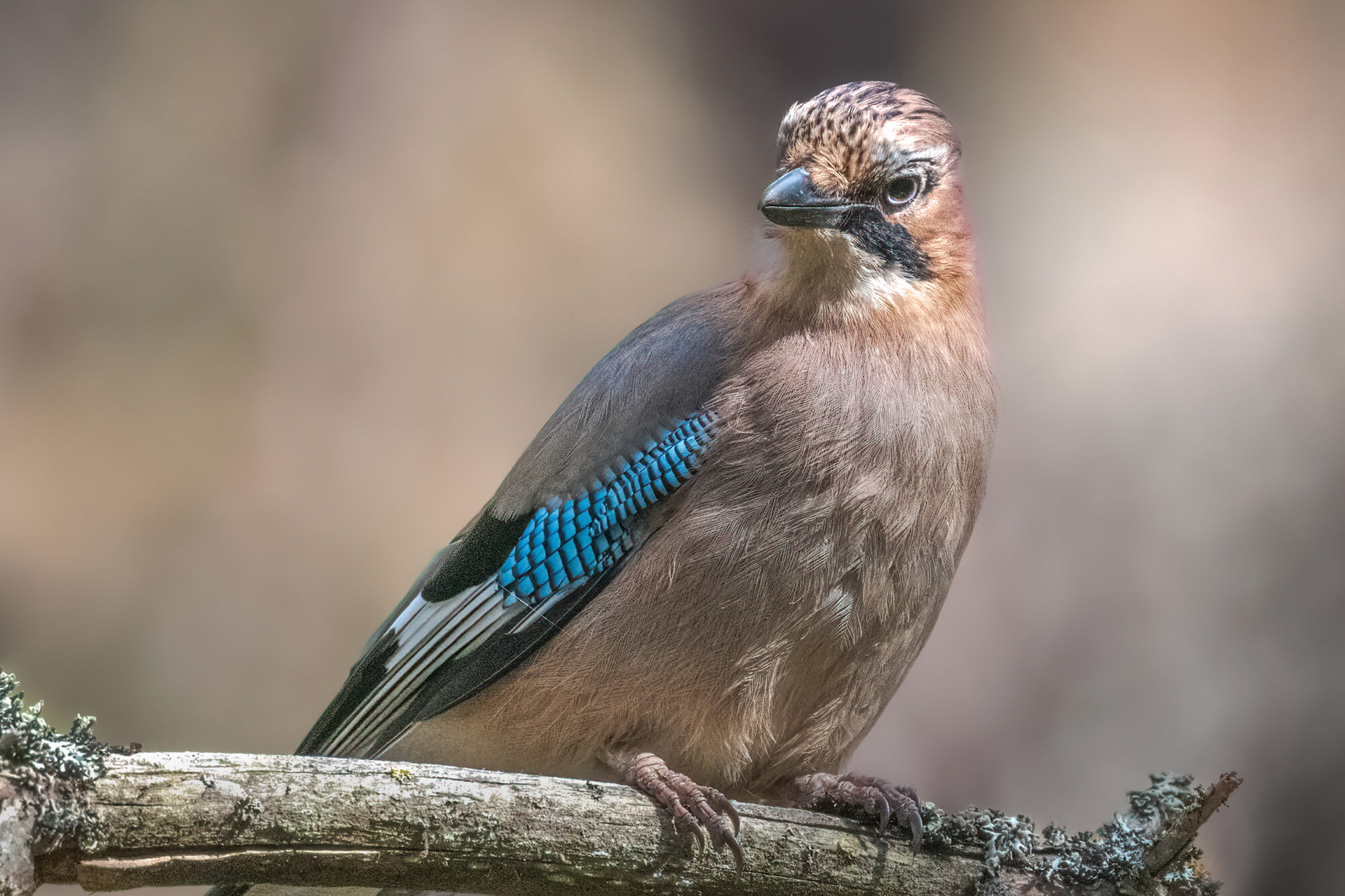 Valokuvaaja: Risto Lavi Valokuvaaja: Risto Lavi