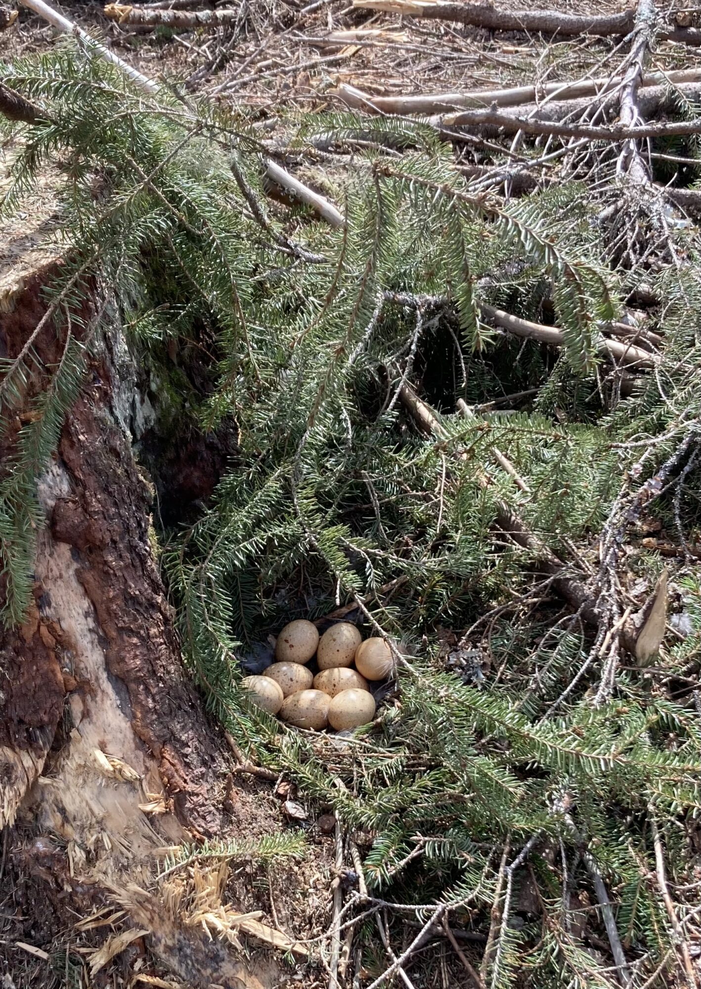 Valokuvaaja: Hannu Nikula