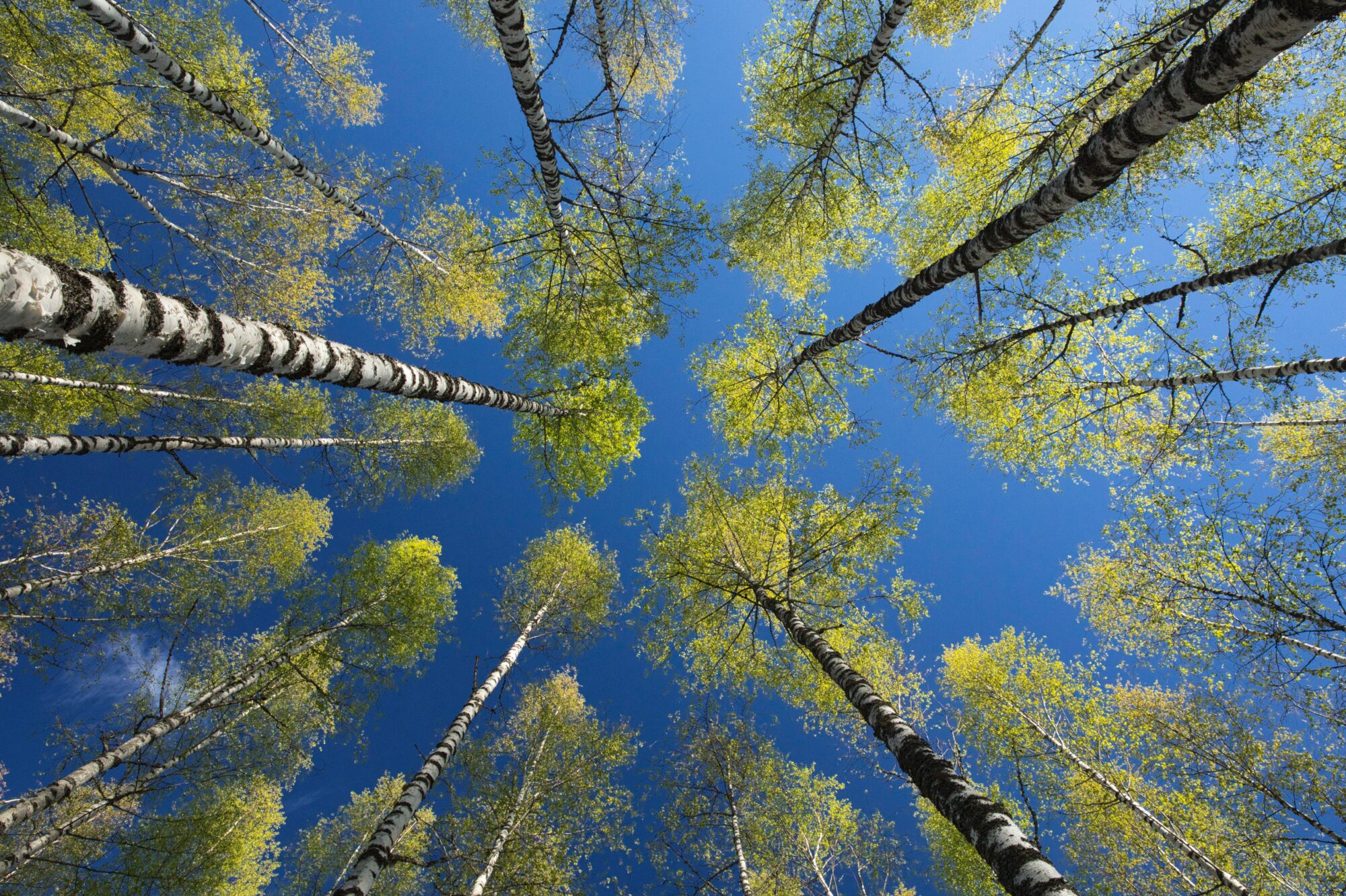 Valokuvaaja: Ari Branthin