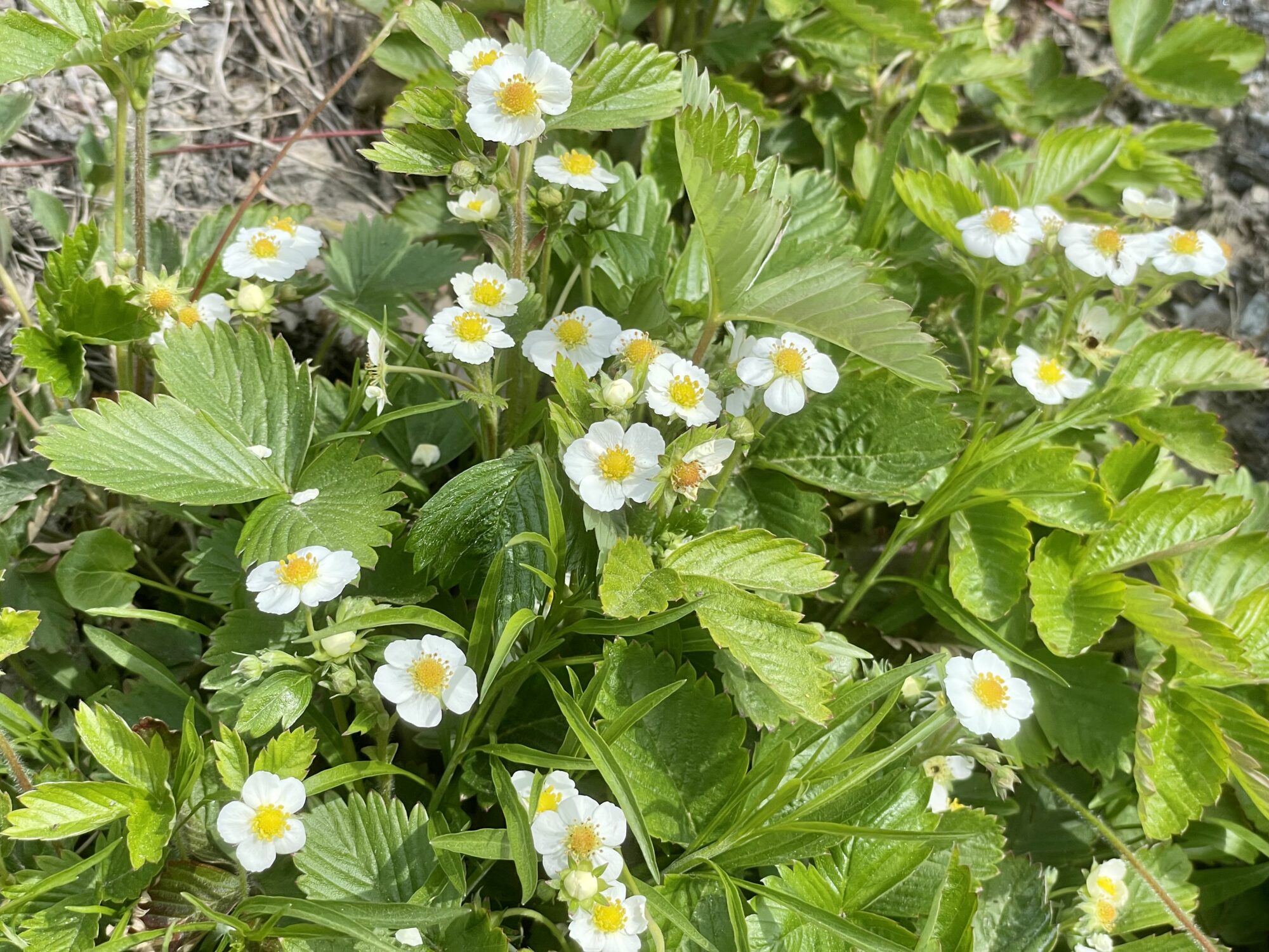 Valokuvaaja: Juhani Peltonen