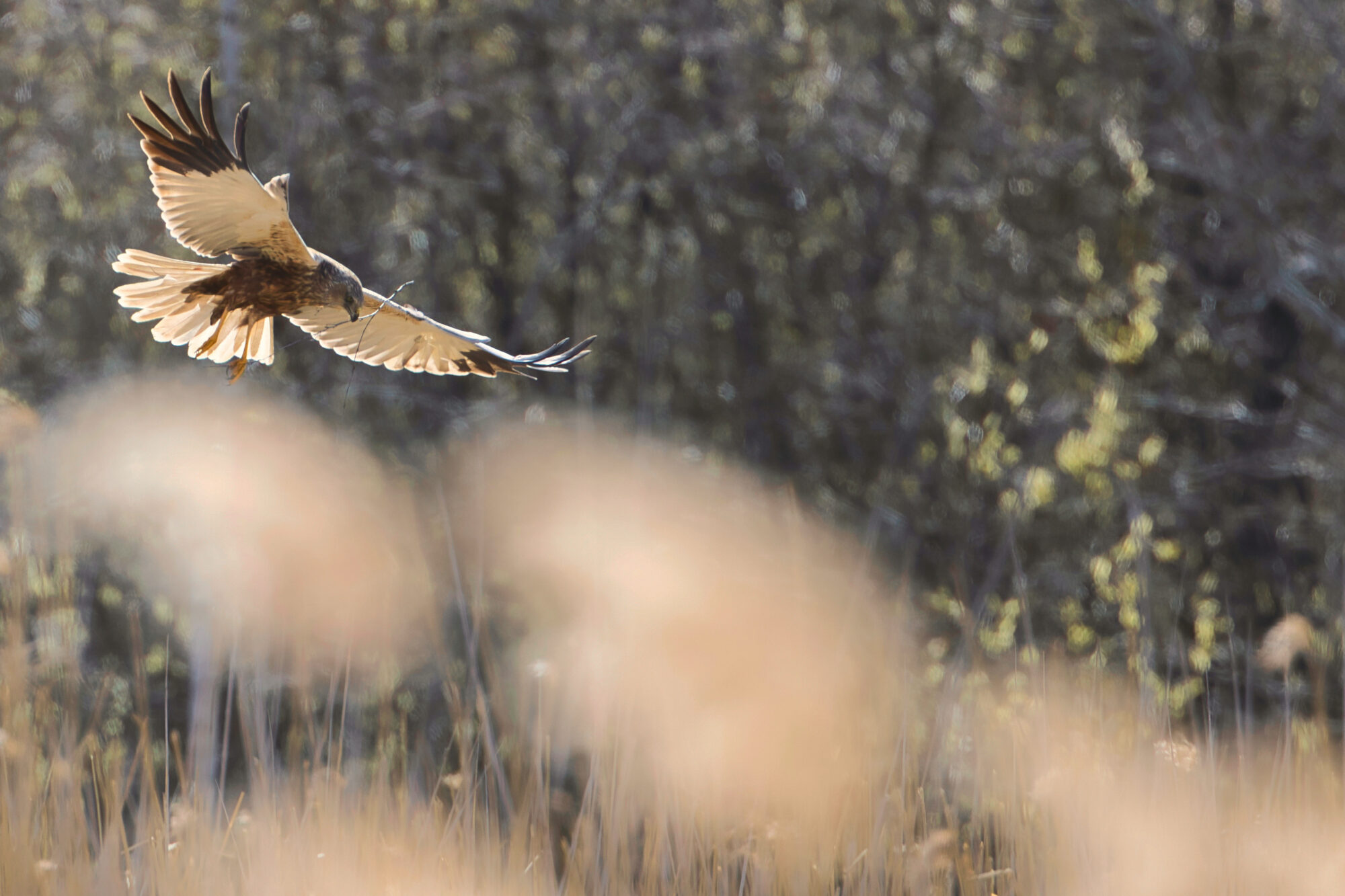 Valokuvaaja: Ari Branthin