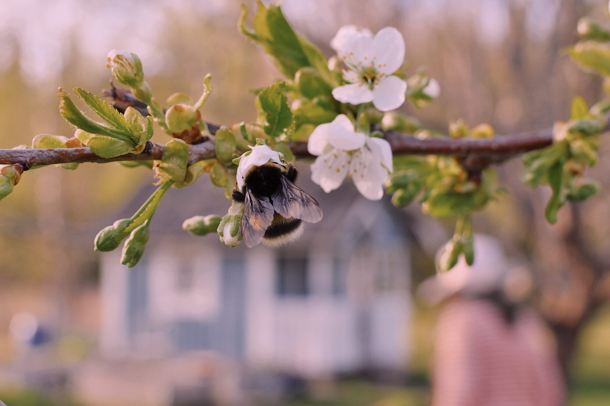 Valokuvaaja: Jemina Lehmuskoski