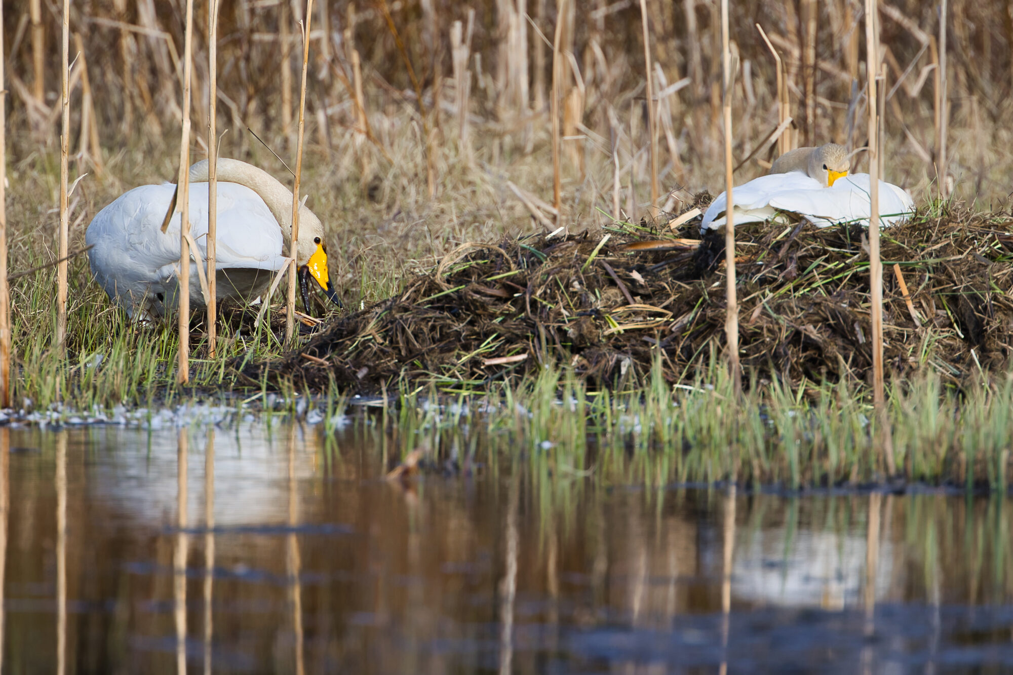 Valokuvaaja: Ari Branthin