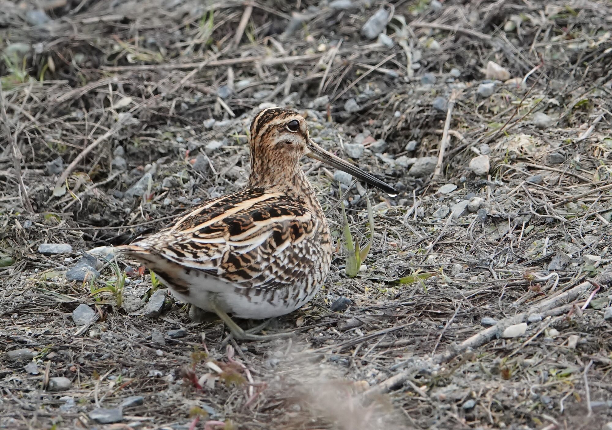 Valokuvaaja: Tuula Pirnes